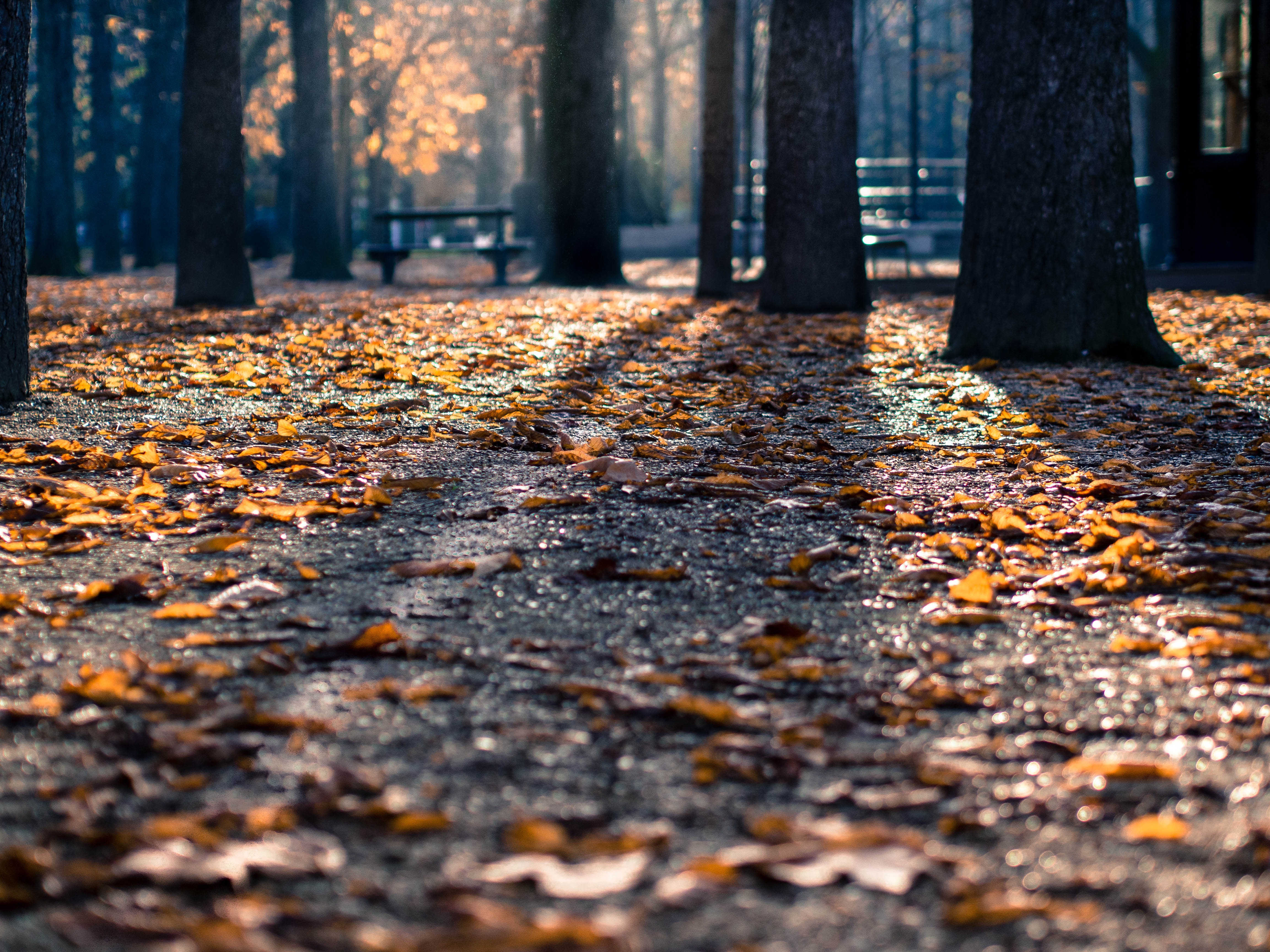 Free photo Autumn in the park