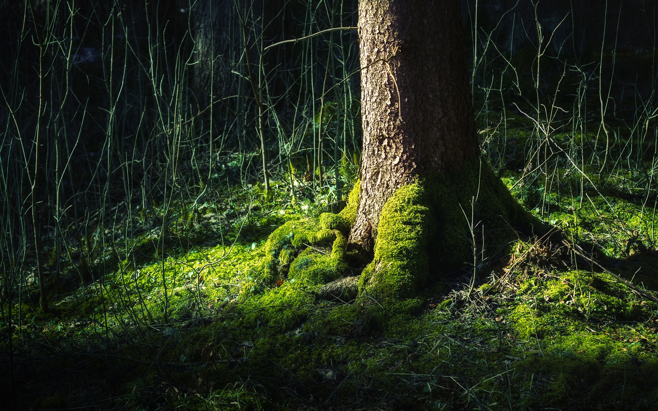 Free photo Moss on tree roots