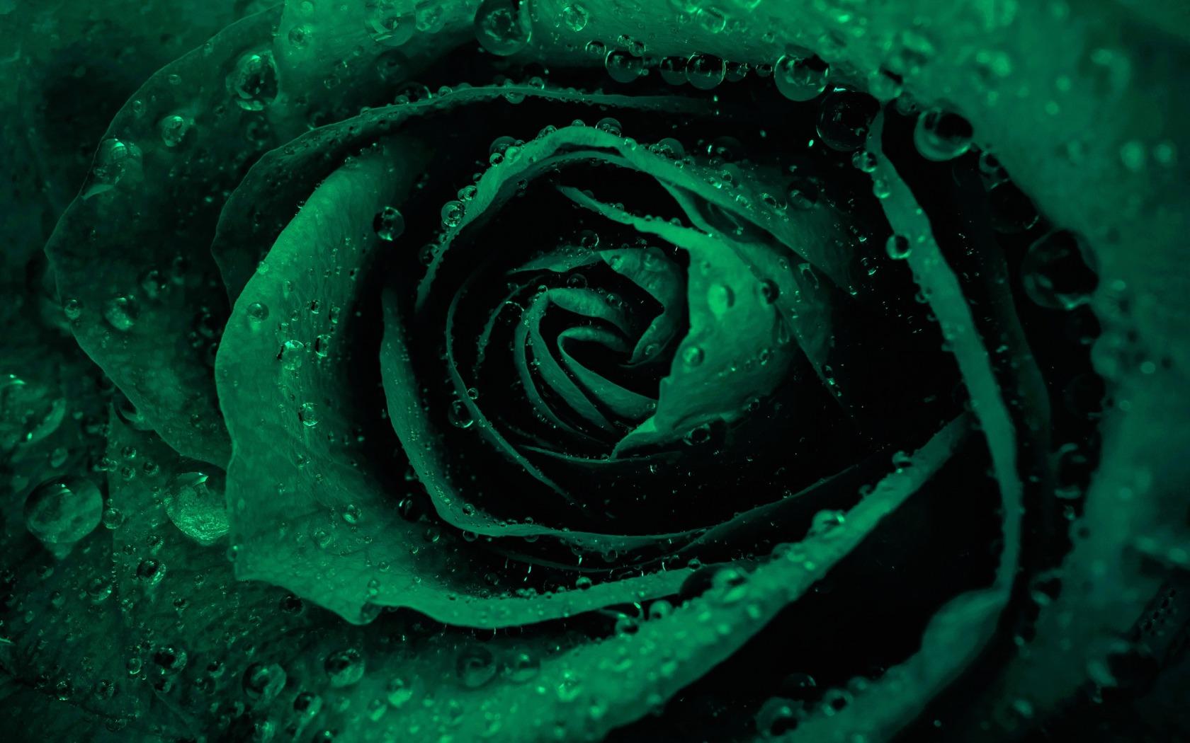 Wallpapers rose green drops on the desktop