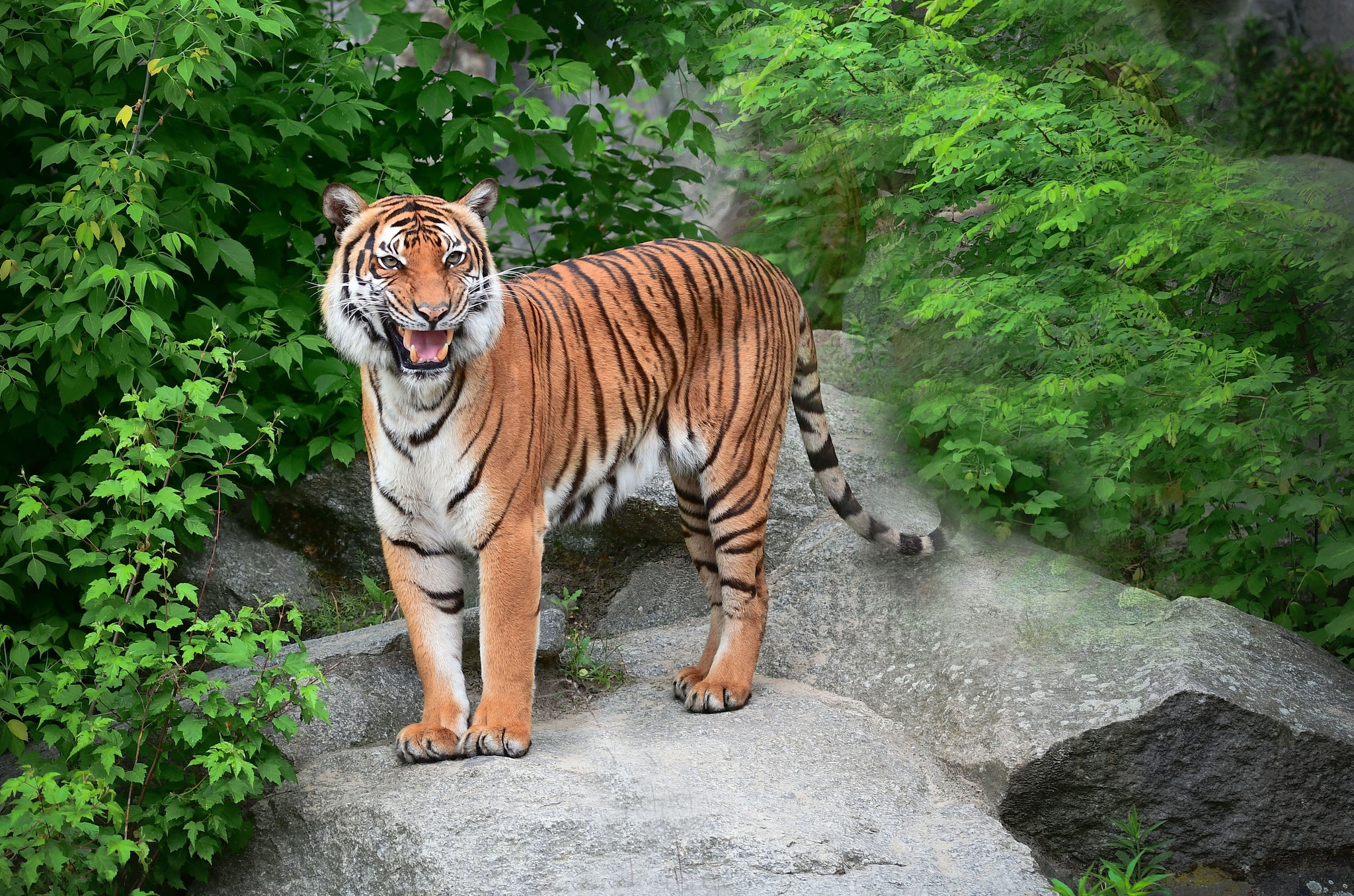 桌面上的壁纸东北虎 动物 大猫