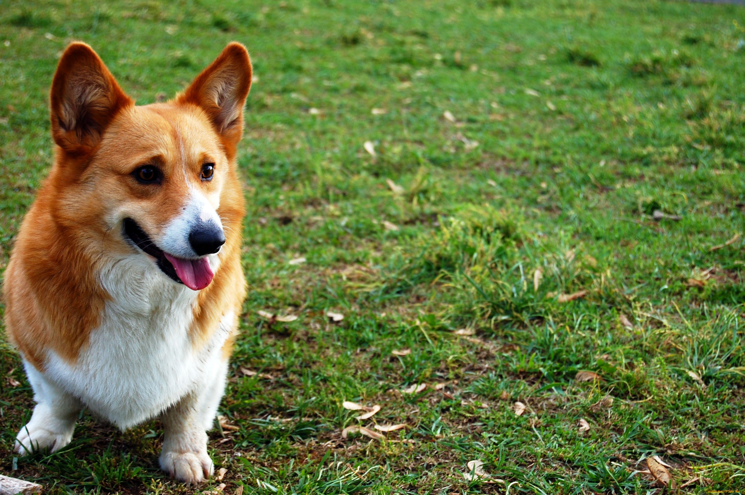 免费照片有趣的散步