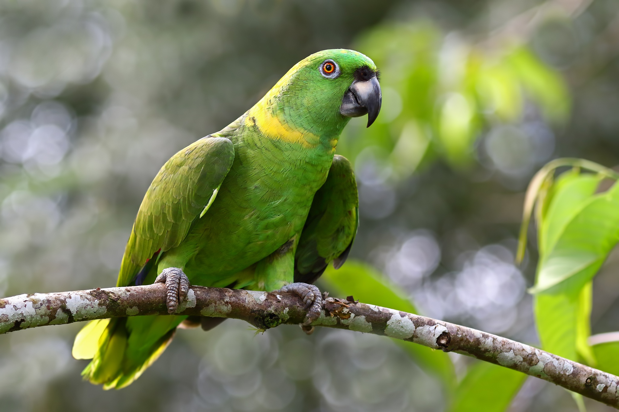 Free photo A green parrot sits on a tree branch