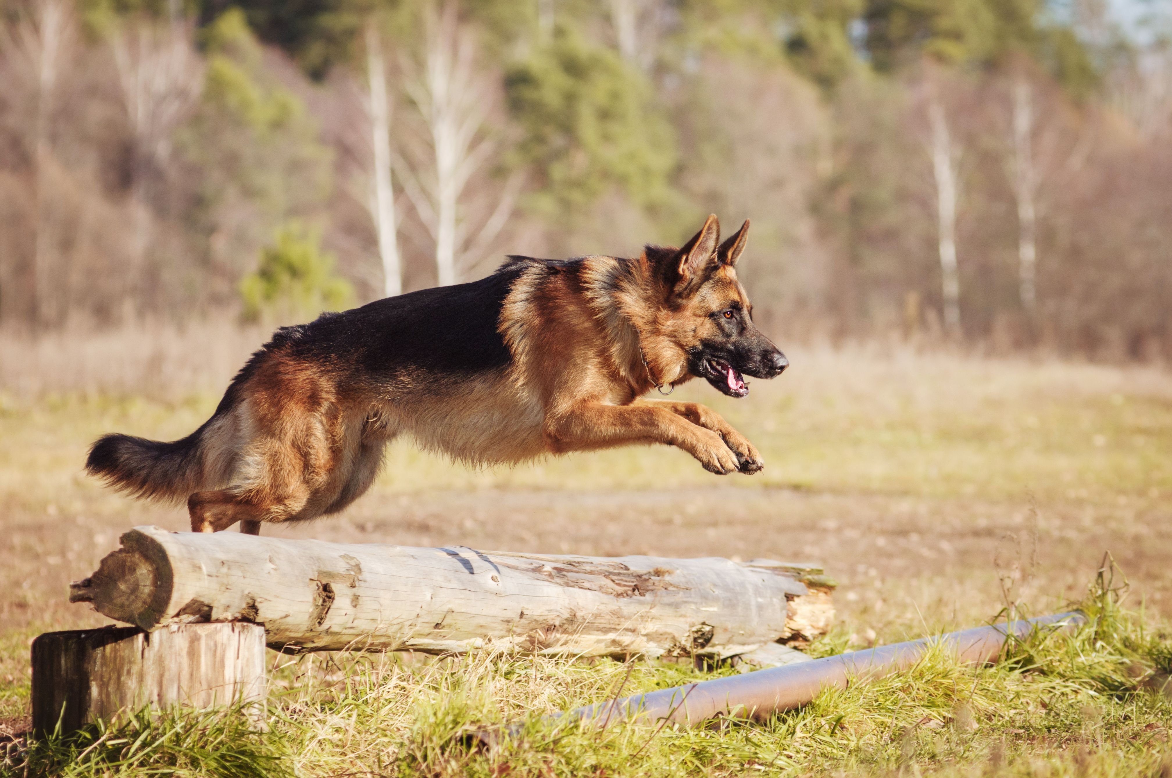 Free photo German Shepherd overcoming an obstacle.