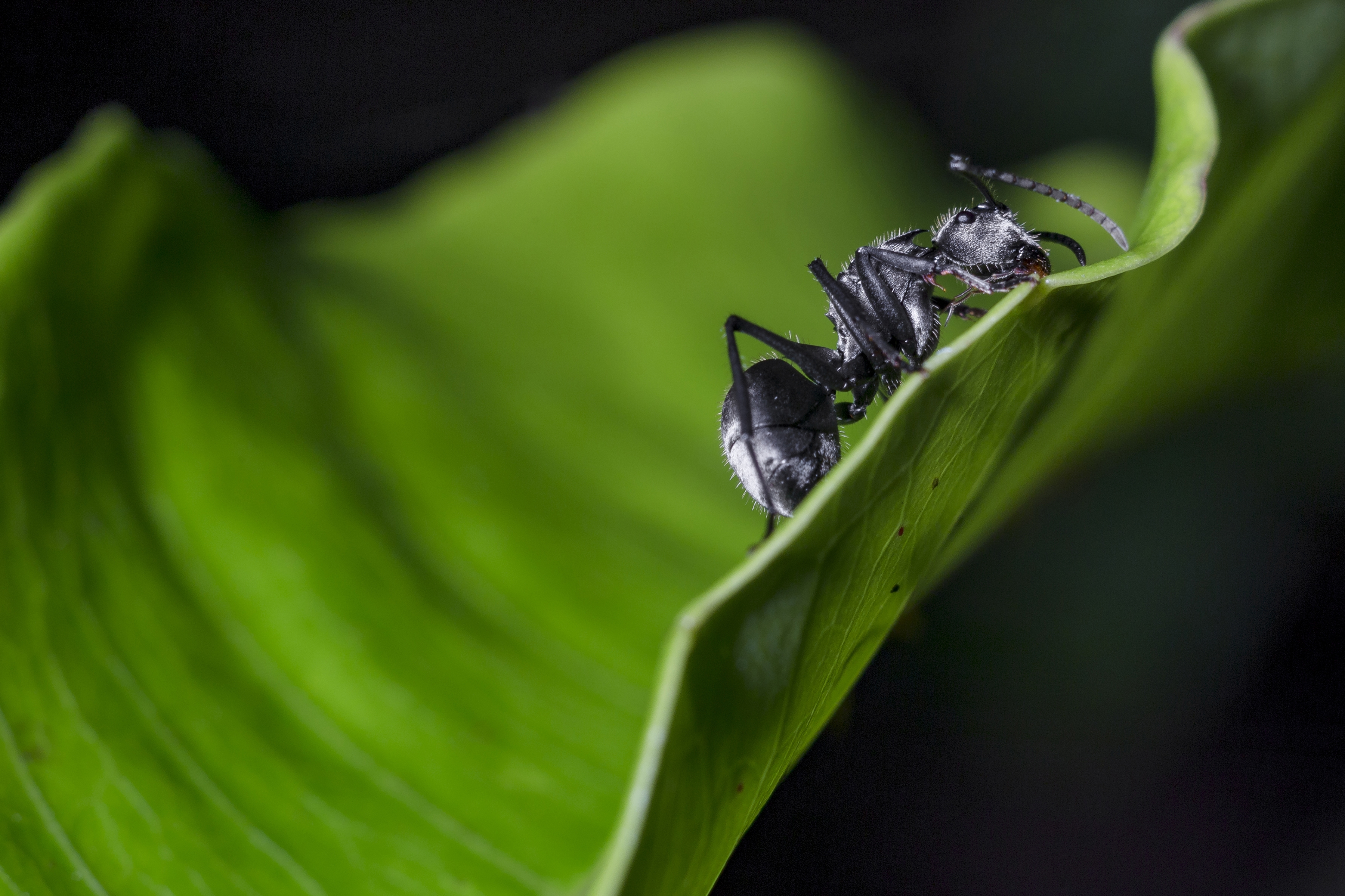 黑蚂蚁吃树叶