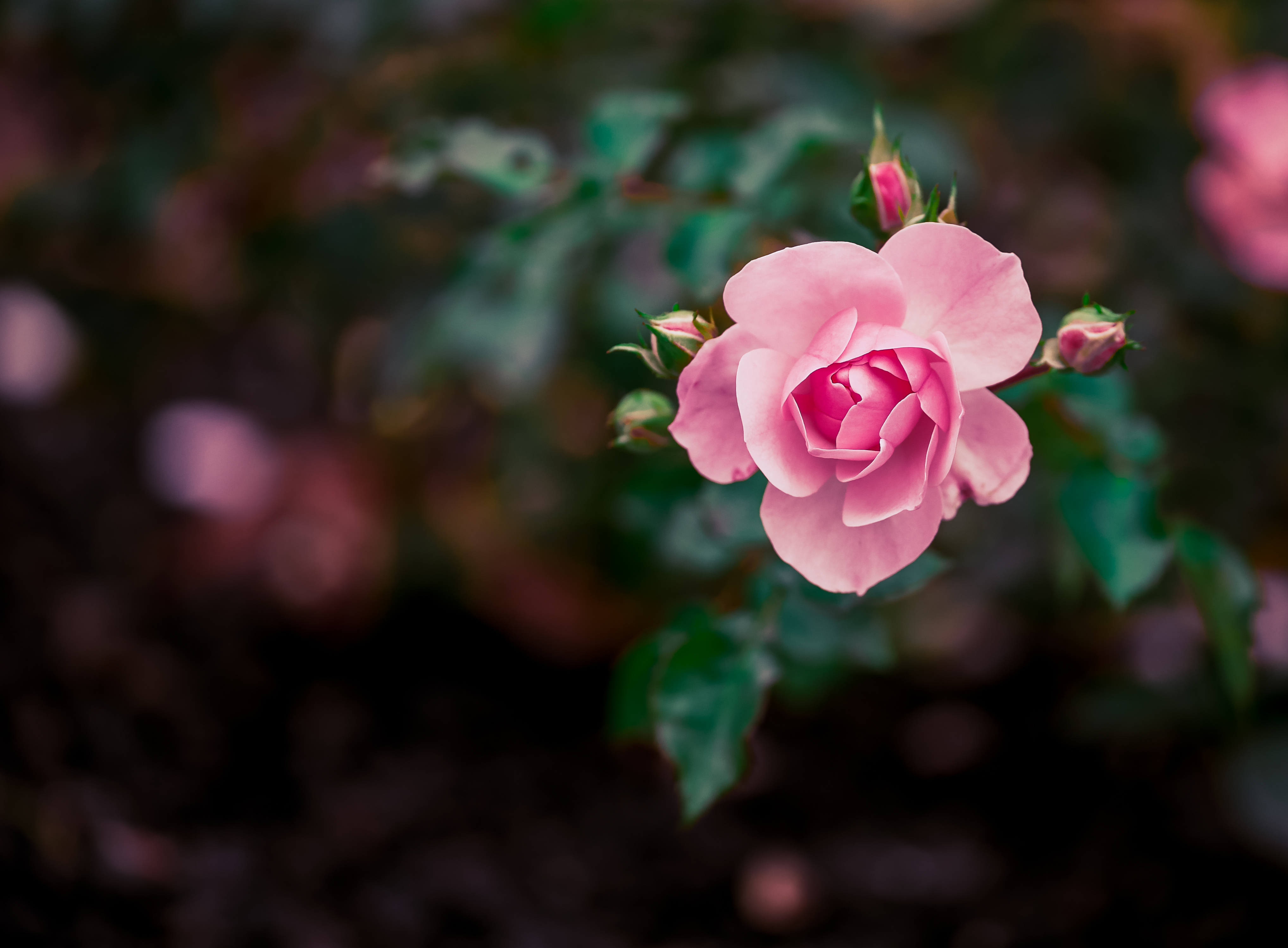 Free photo A young pink rose