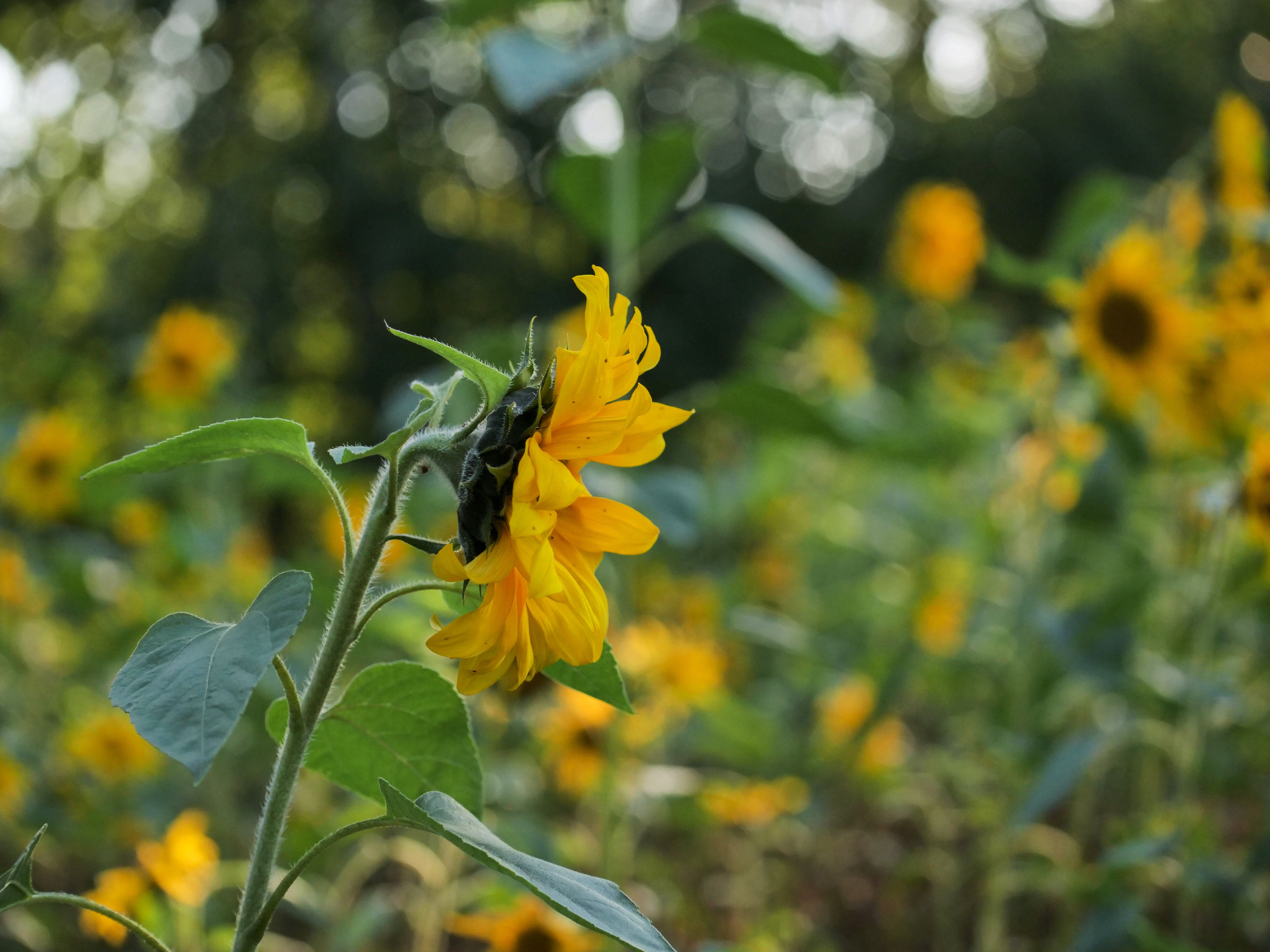 免费照片特写：花上的昆虫