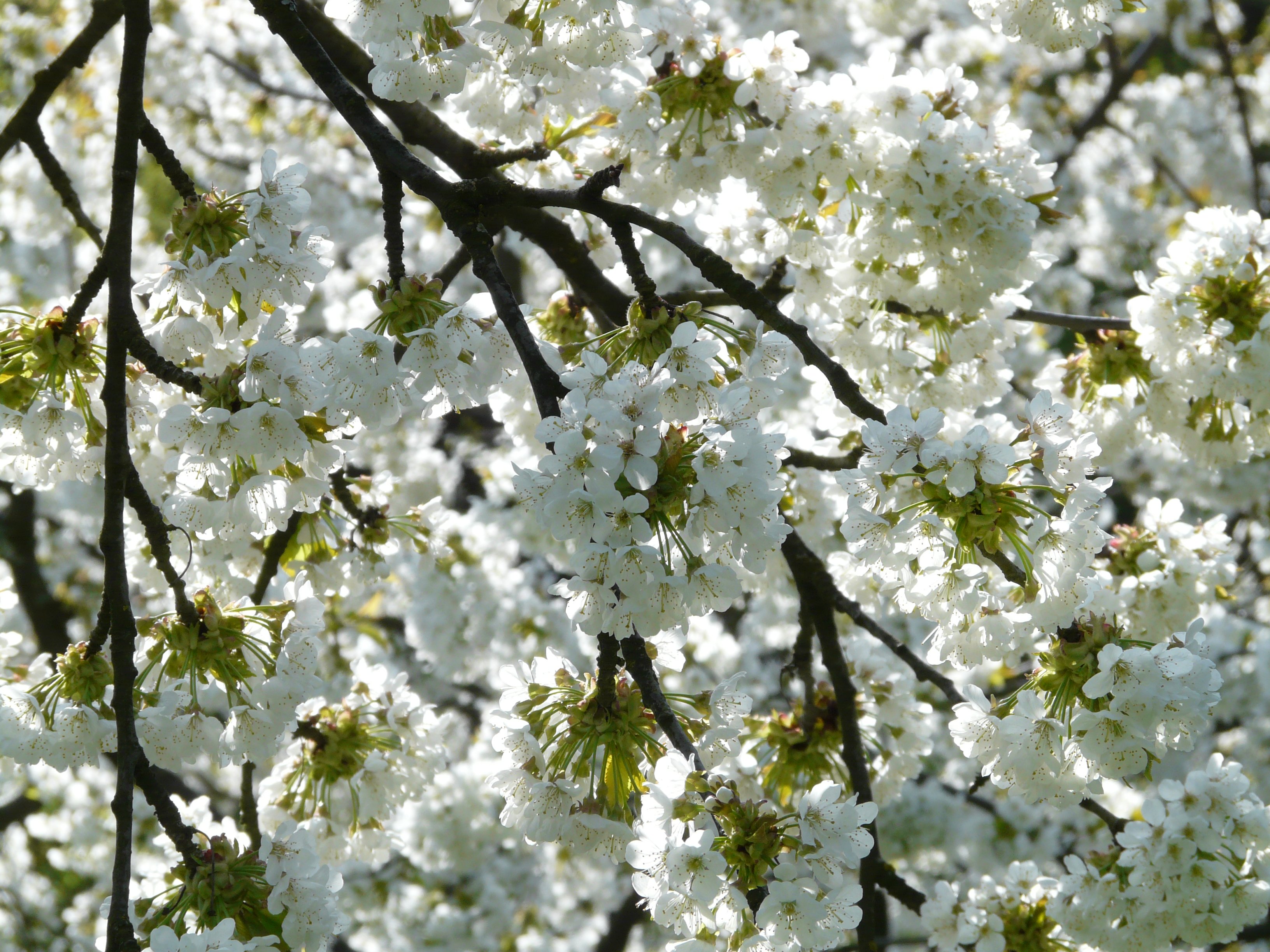 Wallpapers cherry blossom land plant tree plant on the desktop