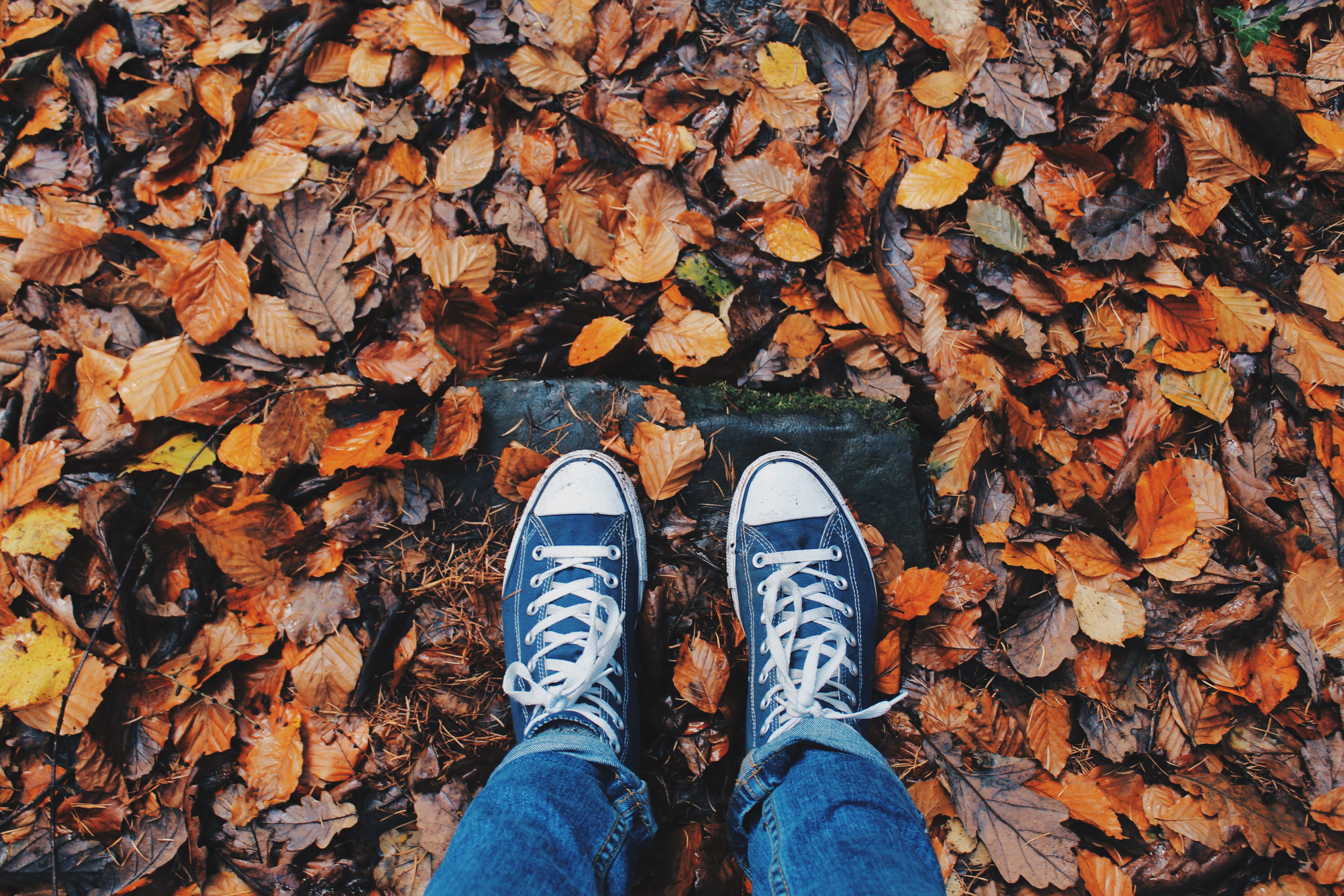 A walk through the fallen leaves
