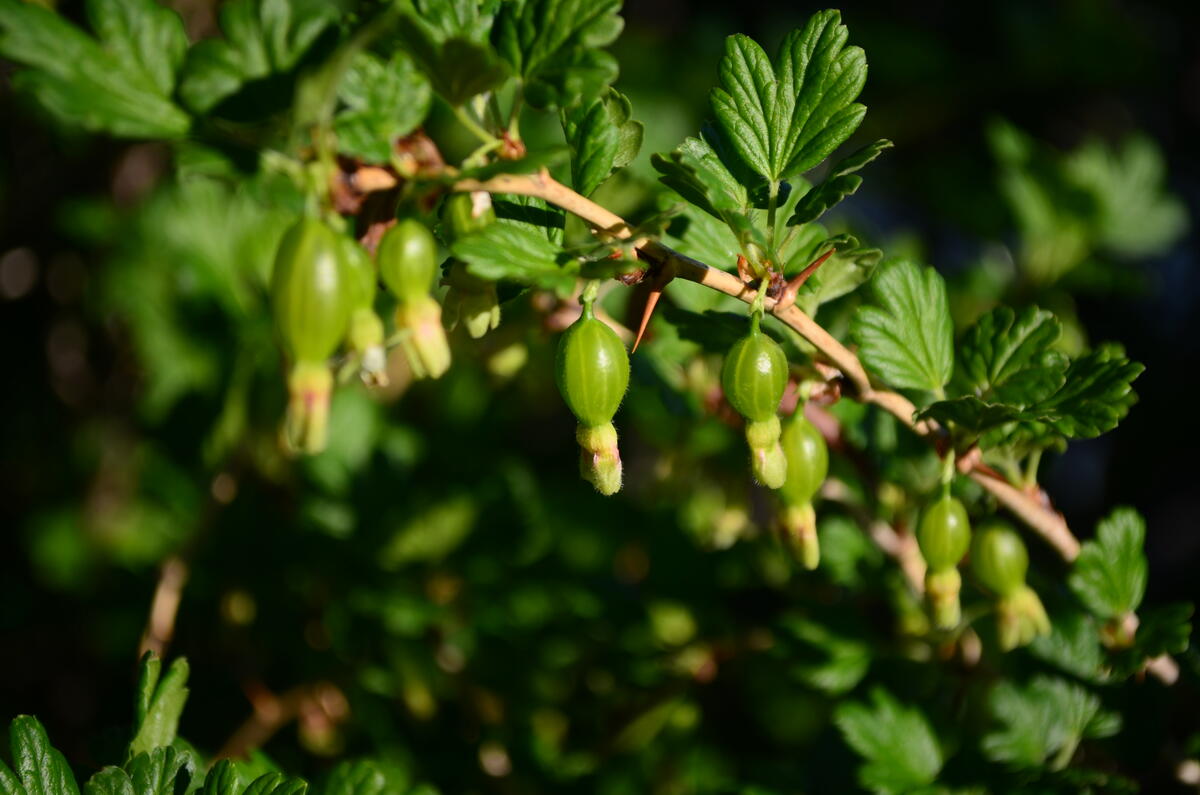 Крыжовник зеленый дождь фото Крыжовник зеленый дождь фото