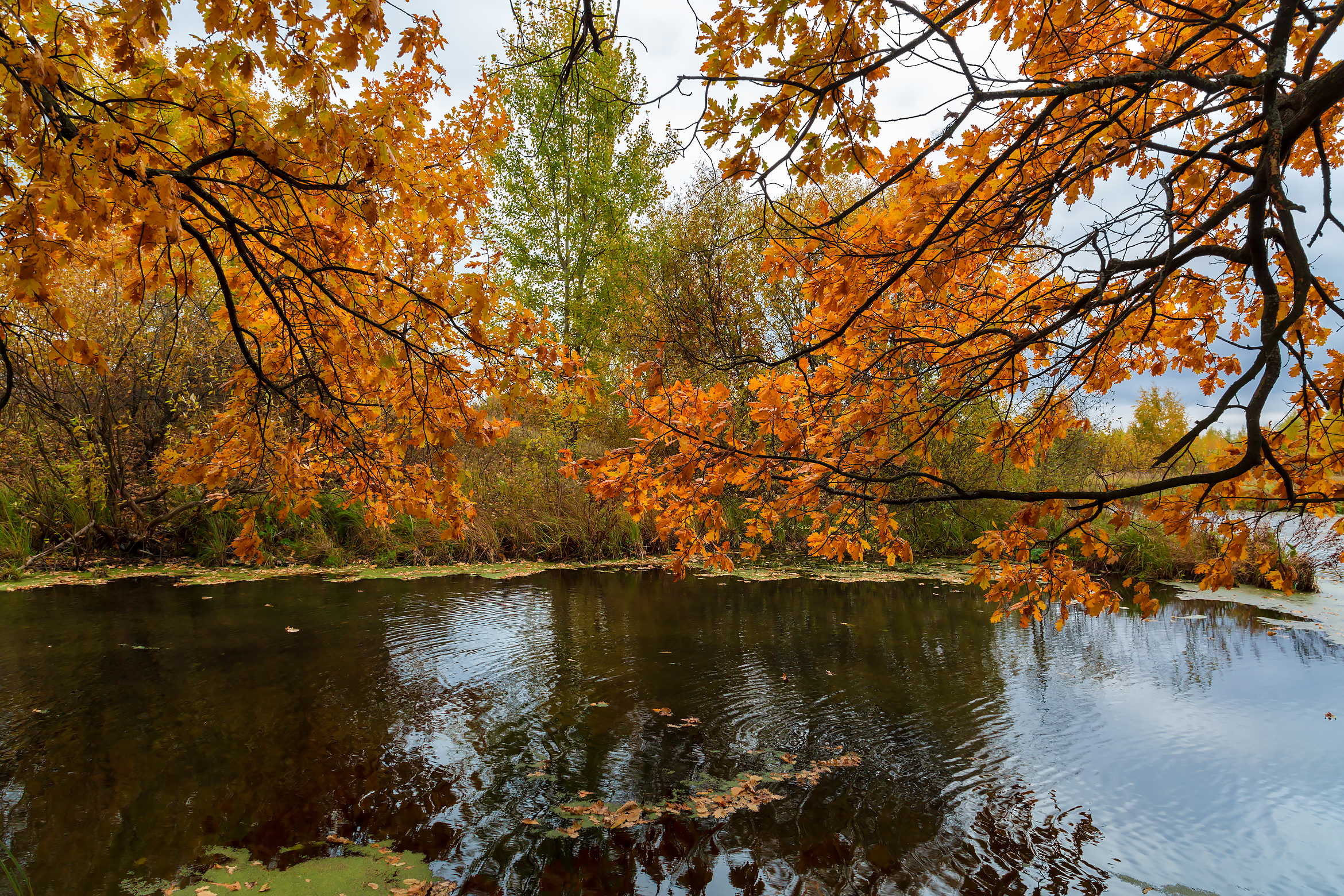 Free photo Autumn above the lake