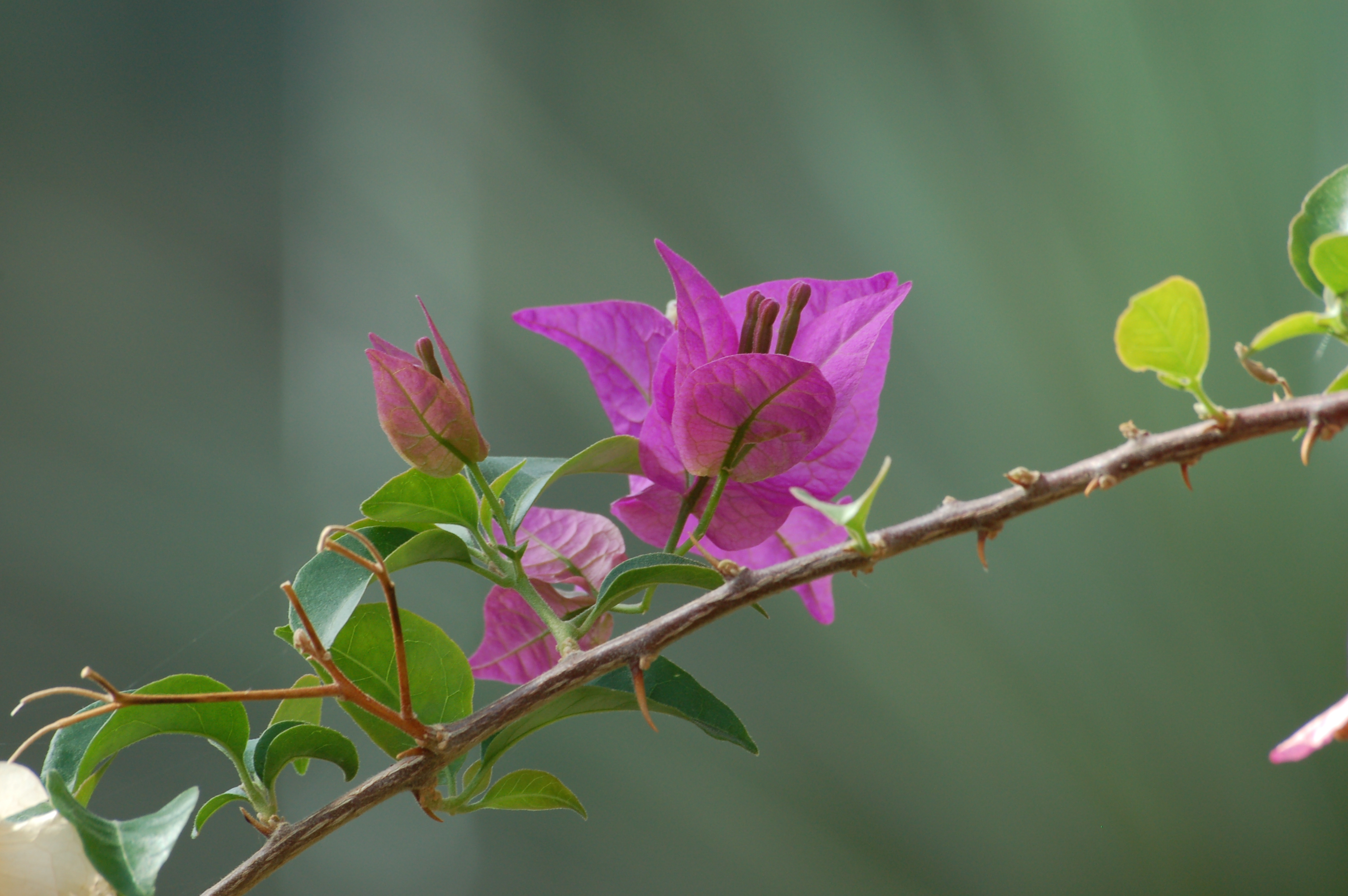 Wallpapers Bougainvillea plant flower on the desktop