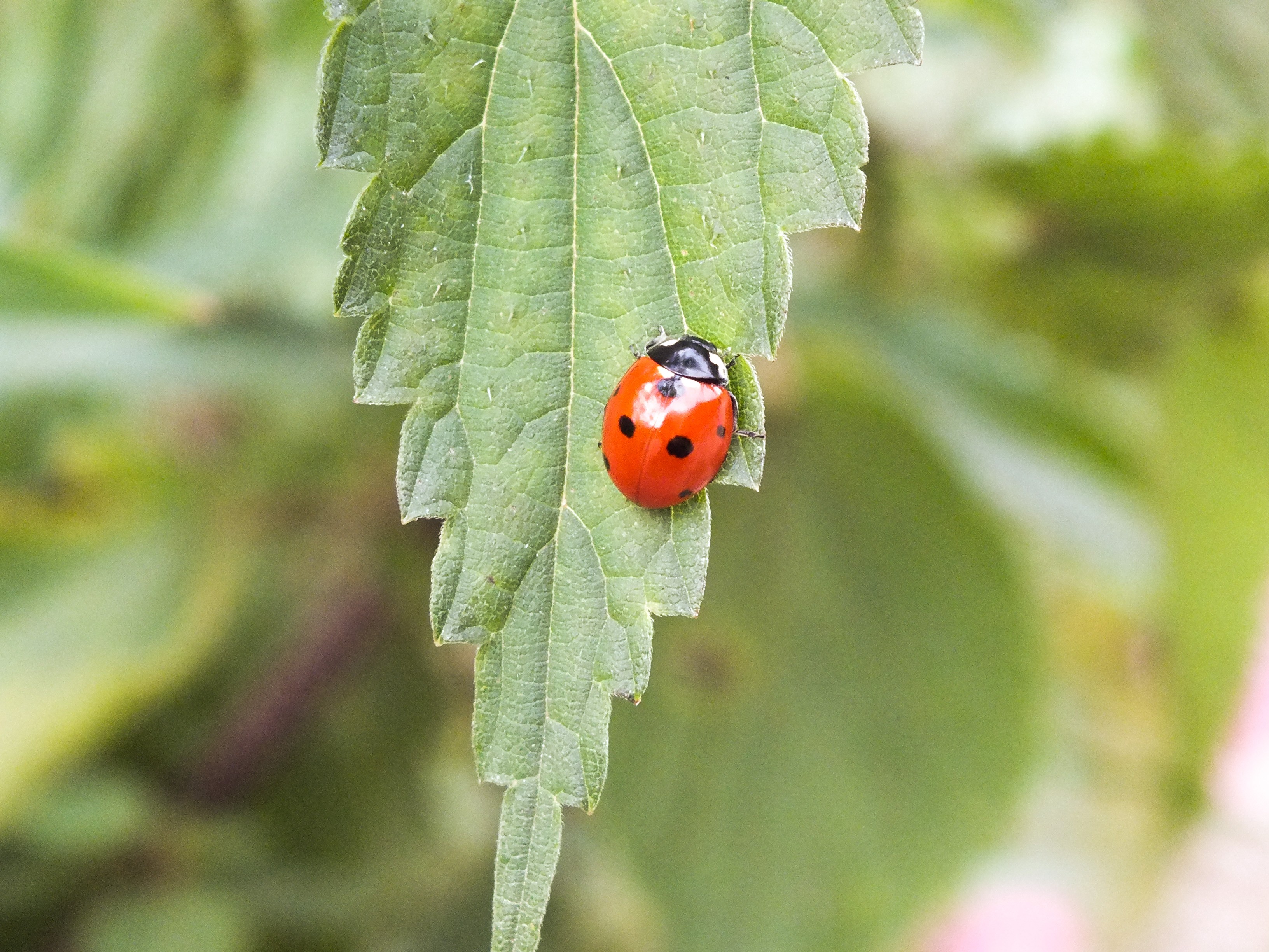 Wallpapers leaves animals nature on the desktop