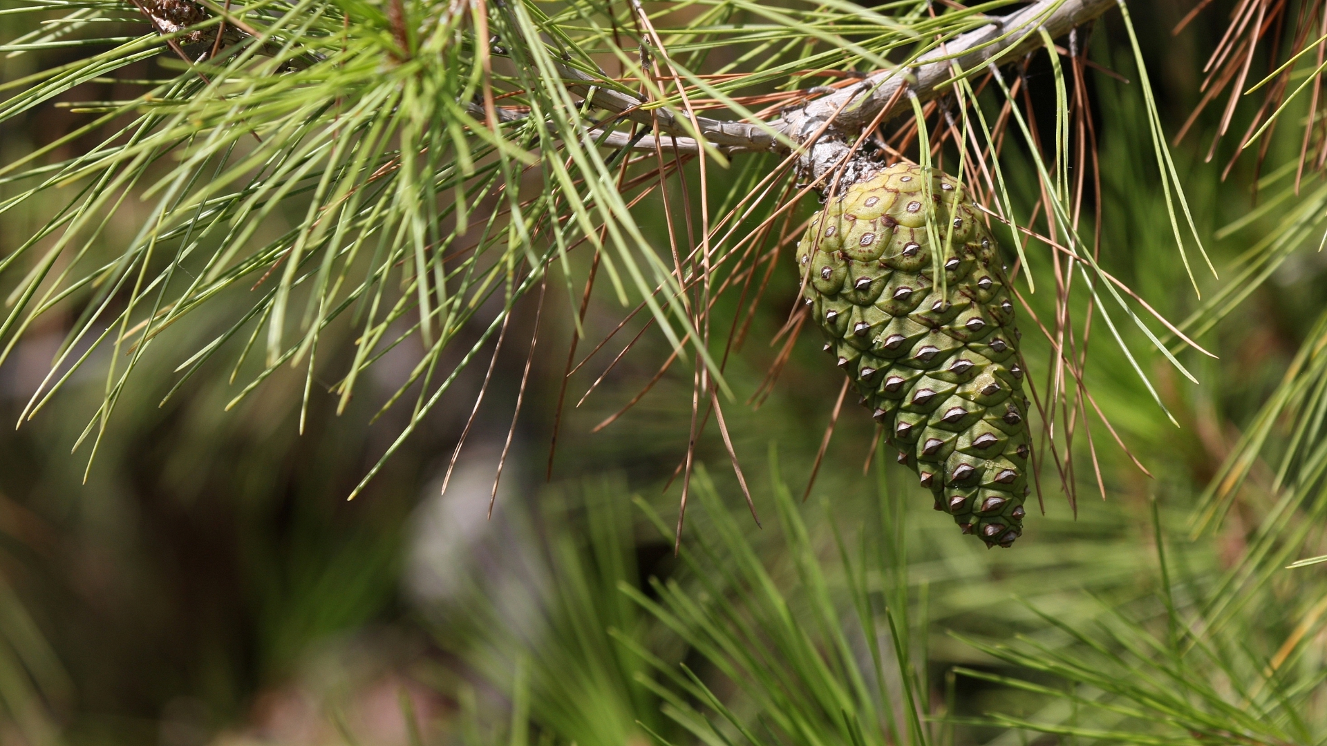 Free photo Green cone