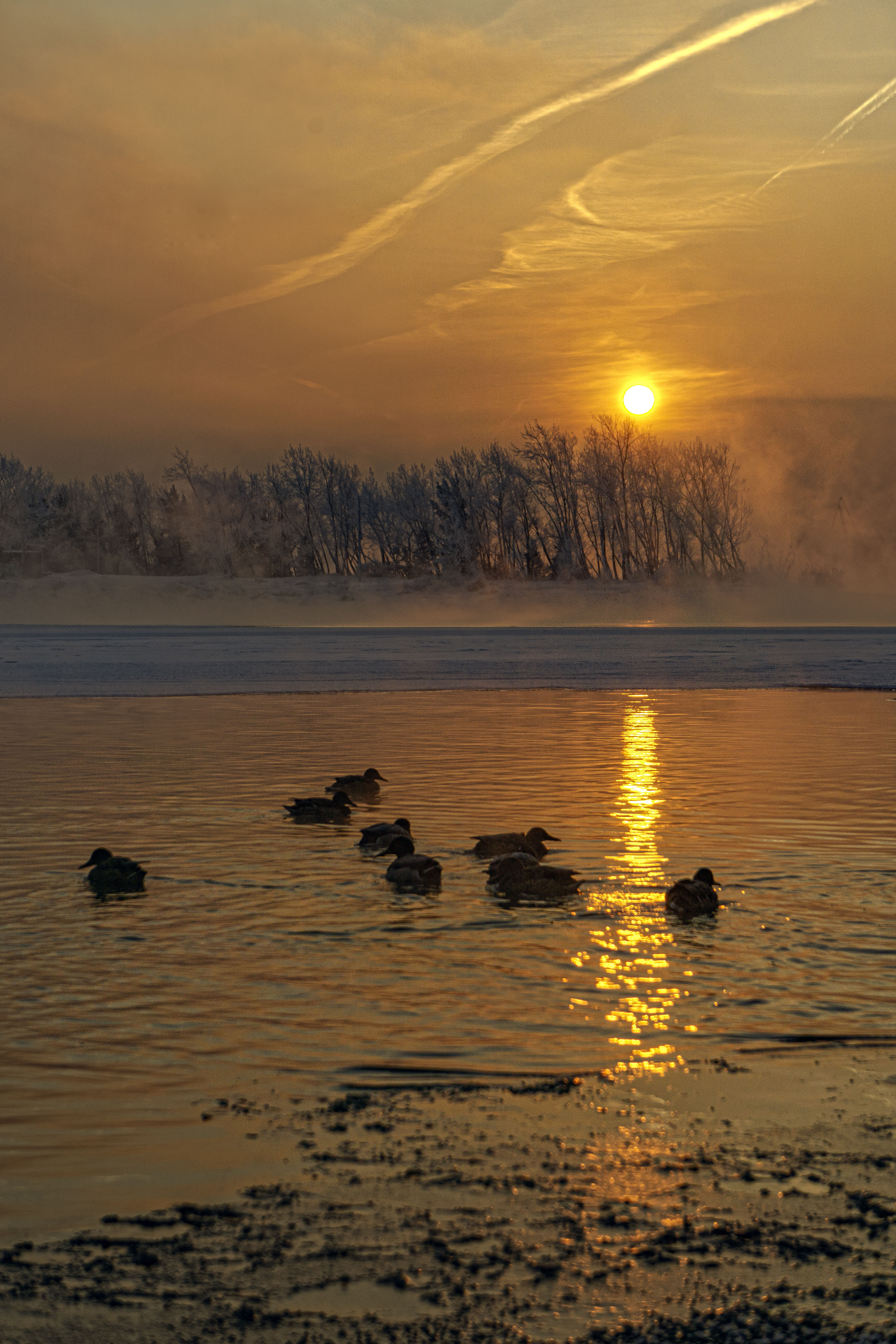 鸭子在叶尼塞河上游泳，在一个霜冻的日子里