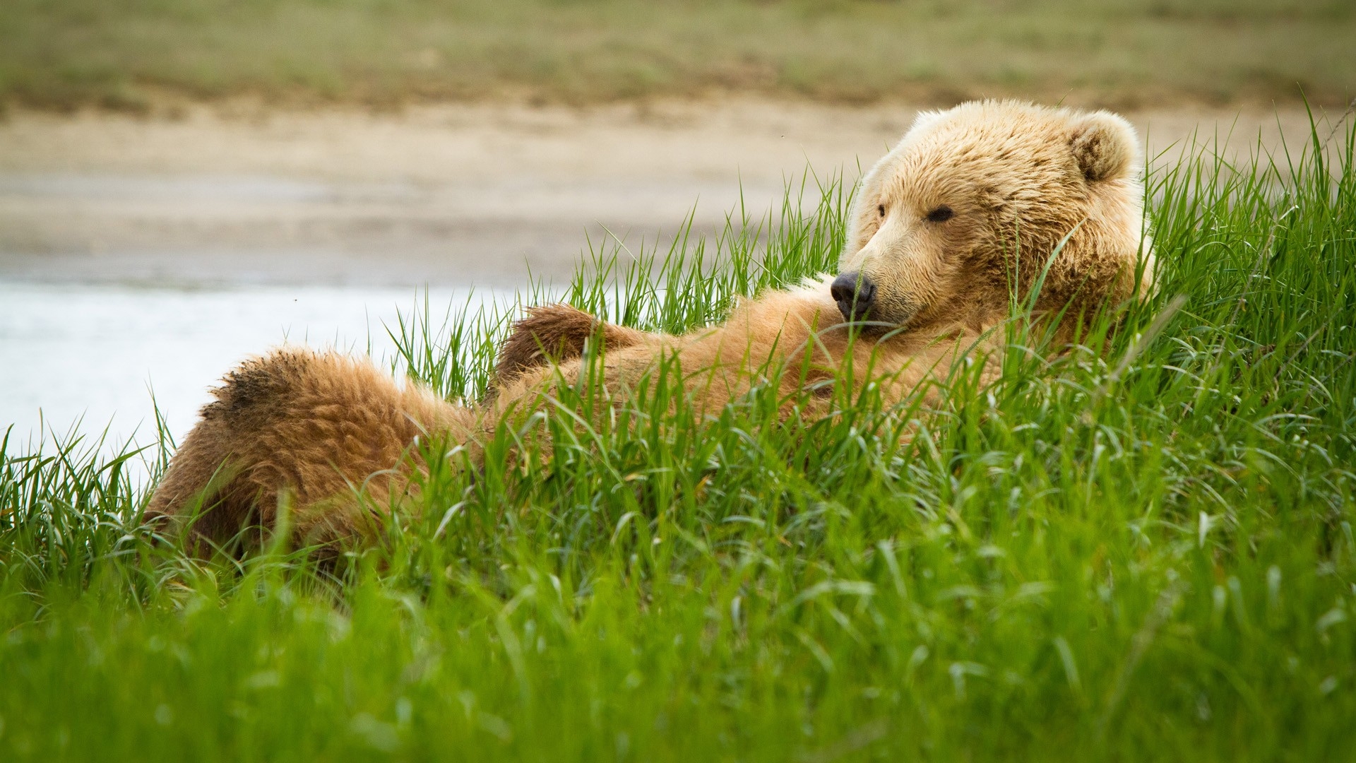 Обои медведь трава лежат на рабочий стол