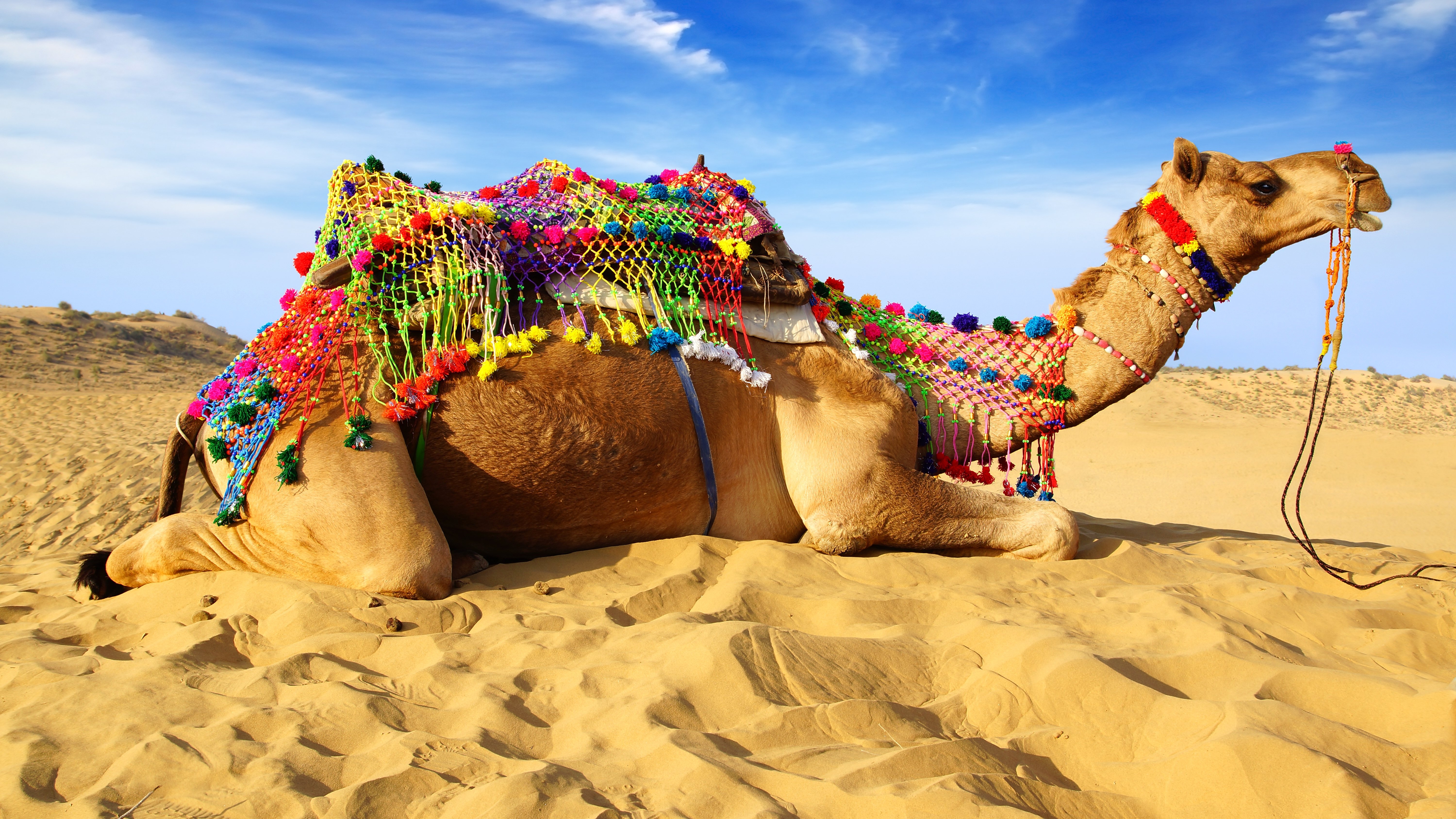 在沙地上休息的骆驼