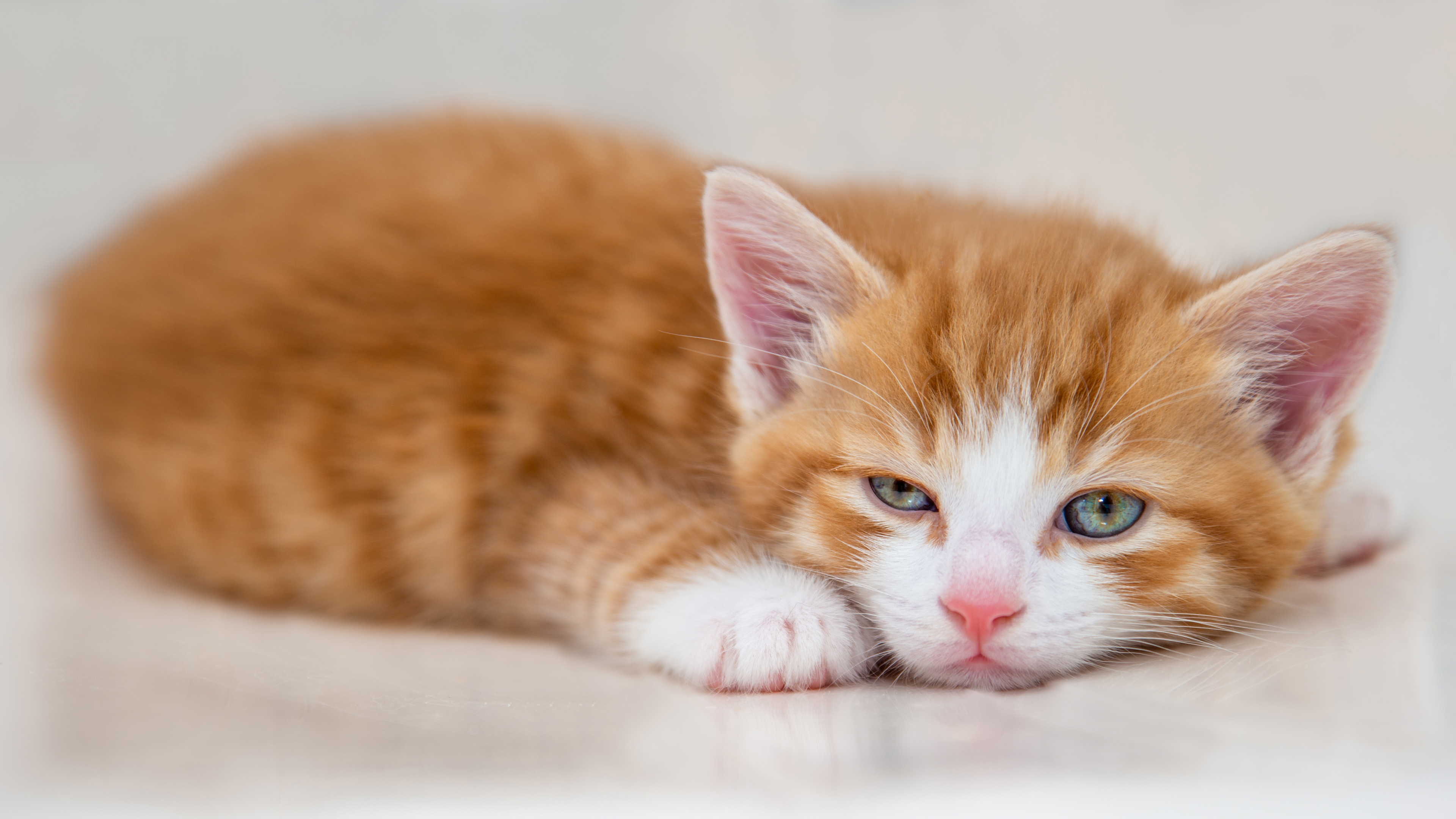 Free photo Charming ginger kitten