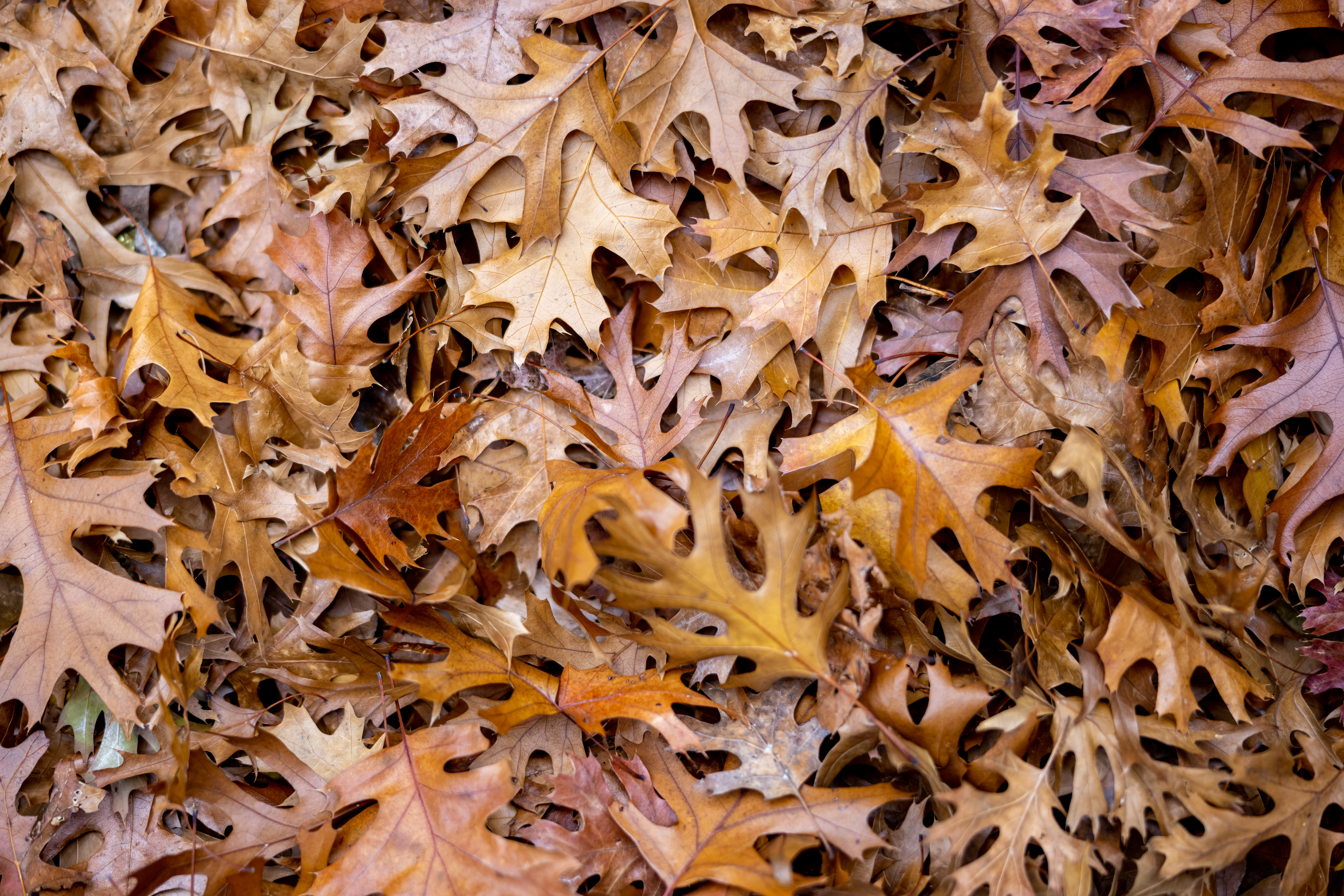 Dried oak leaves