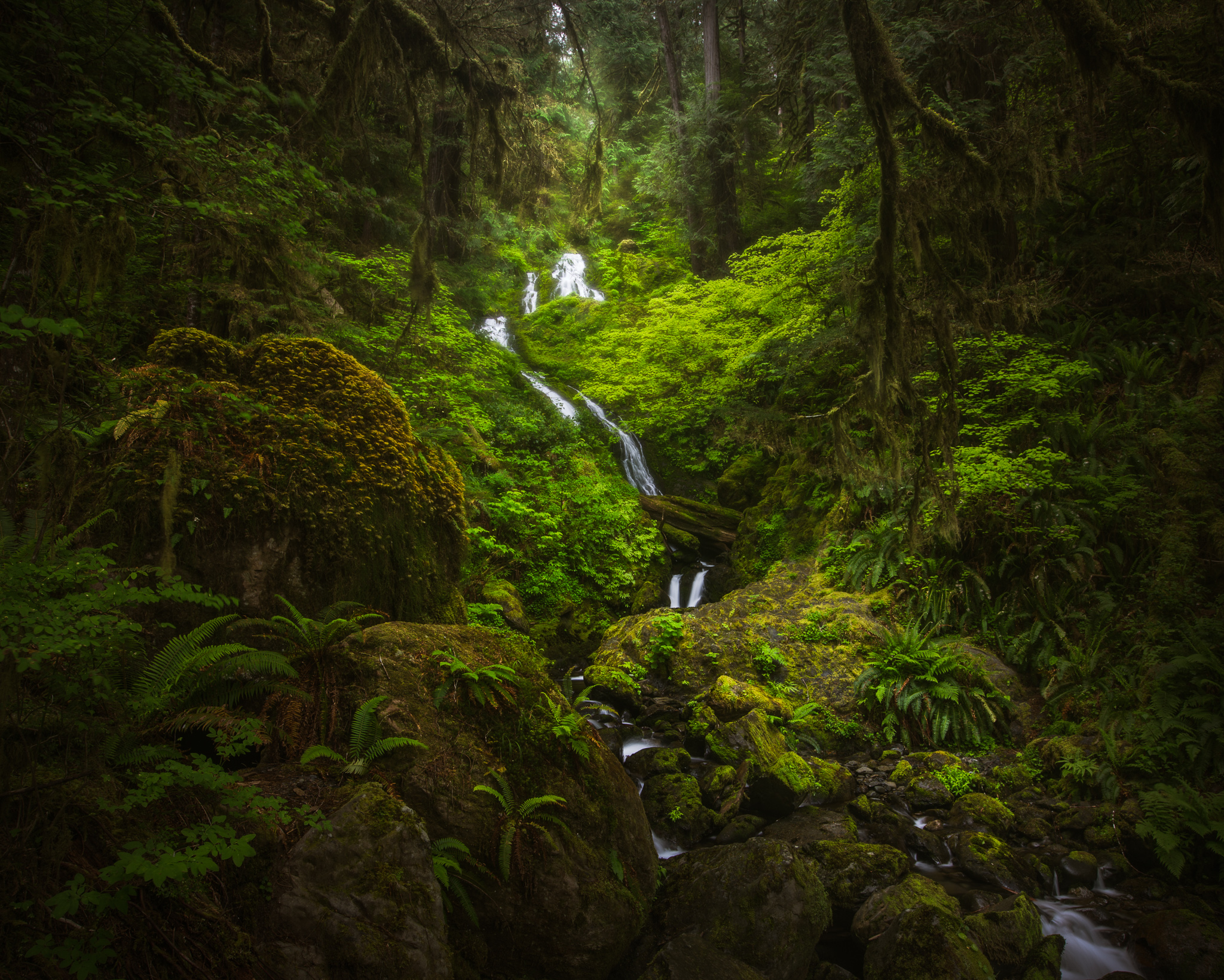 Обои Quinault washington olympic national park на рабочий стол