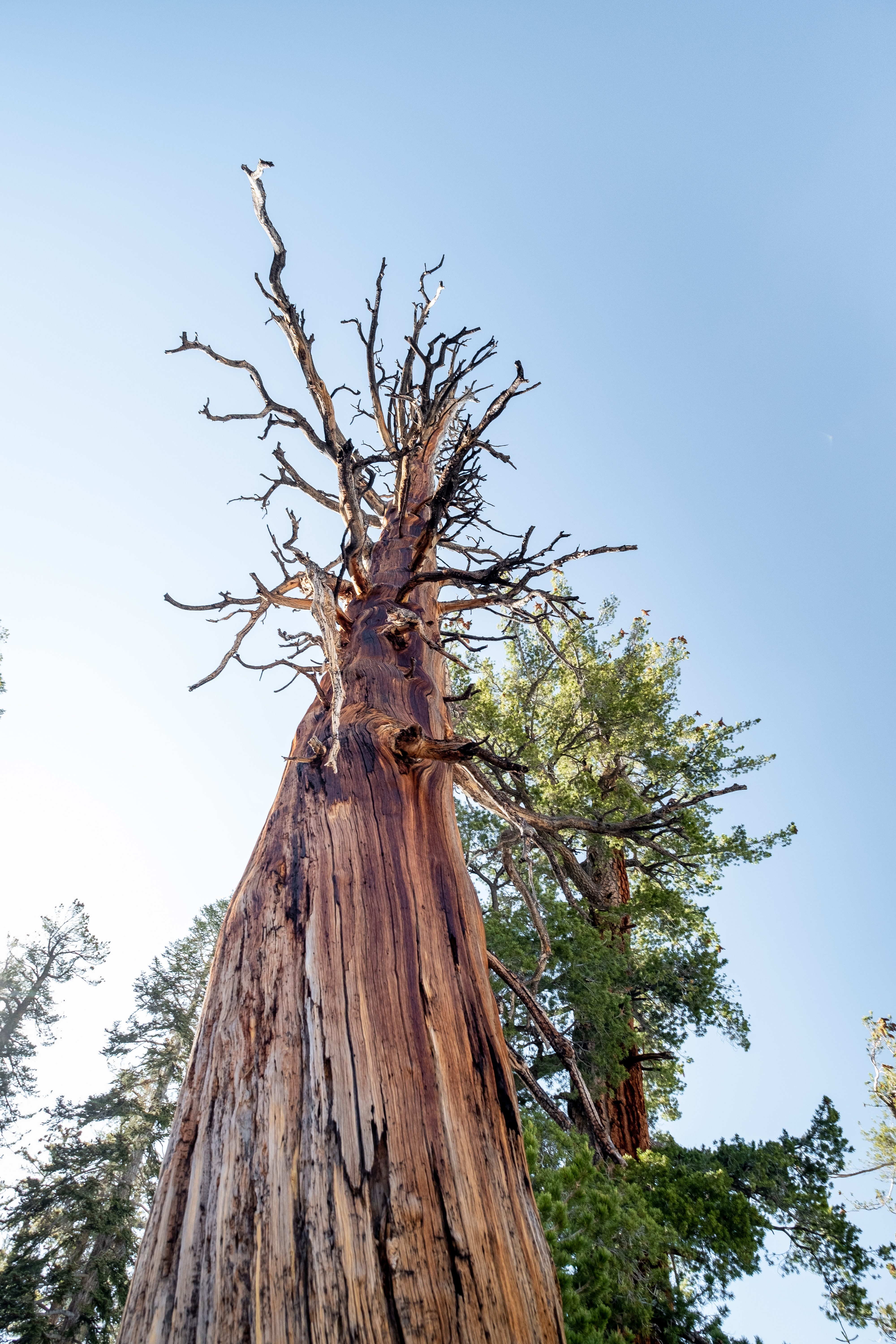Обои секвойя дерево лес на рабочий стол