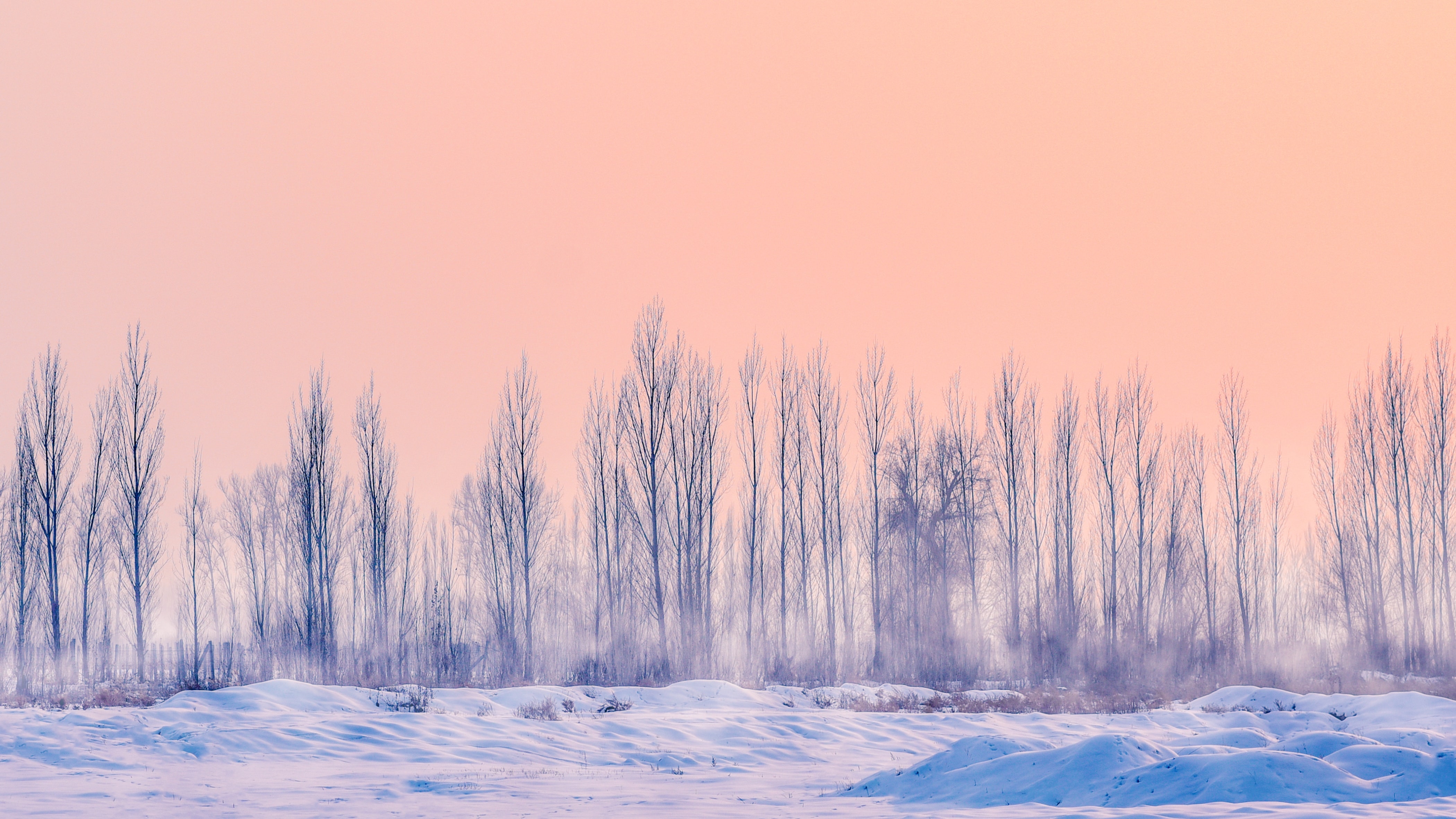 Free photo Winter fallen trees on a frosty day