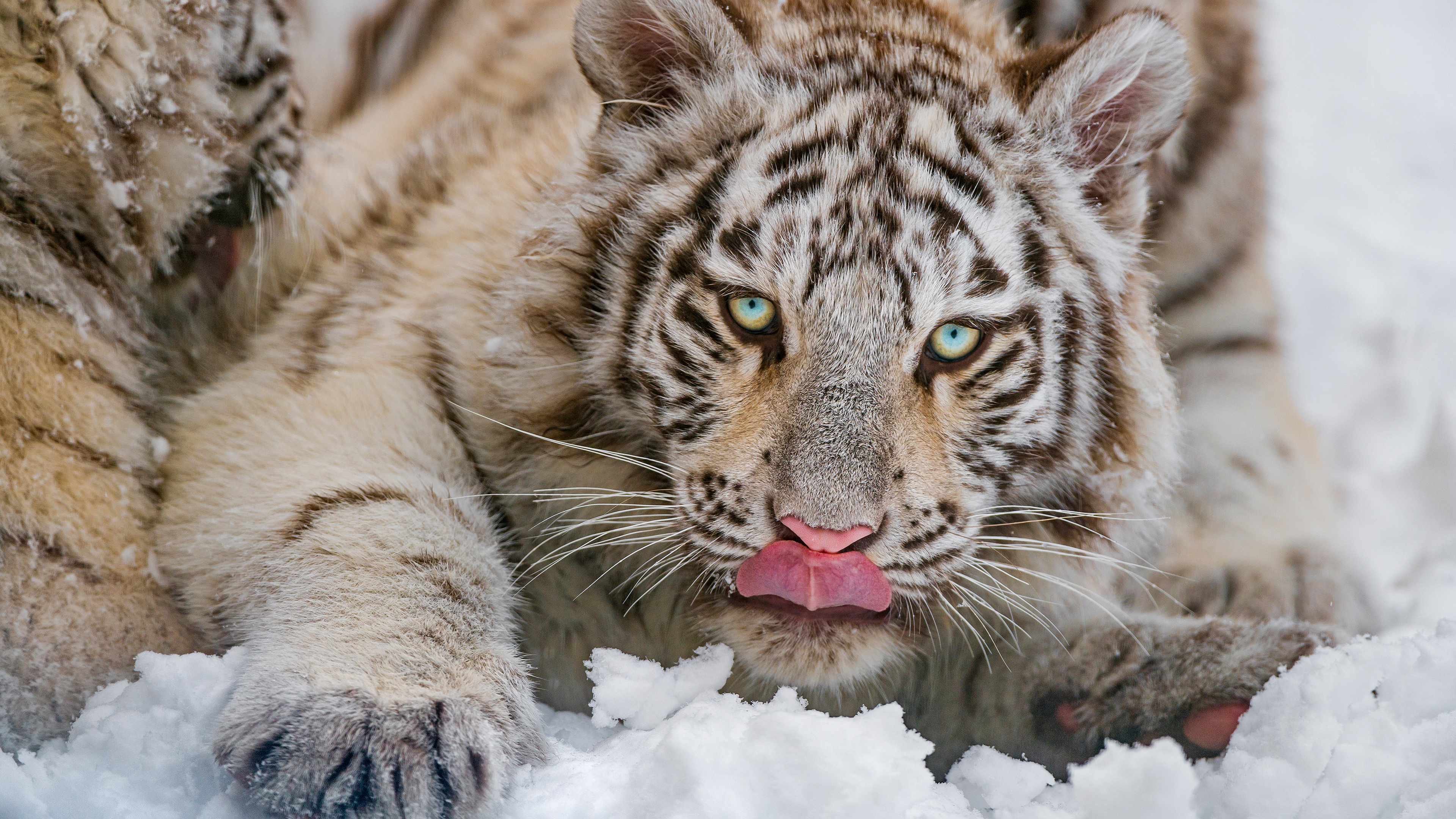 Free photo Get the pink tongue to the nose. Are you weak ?!