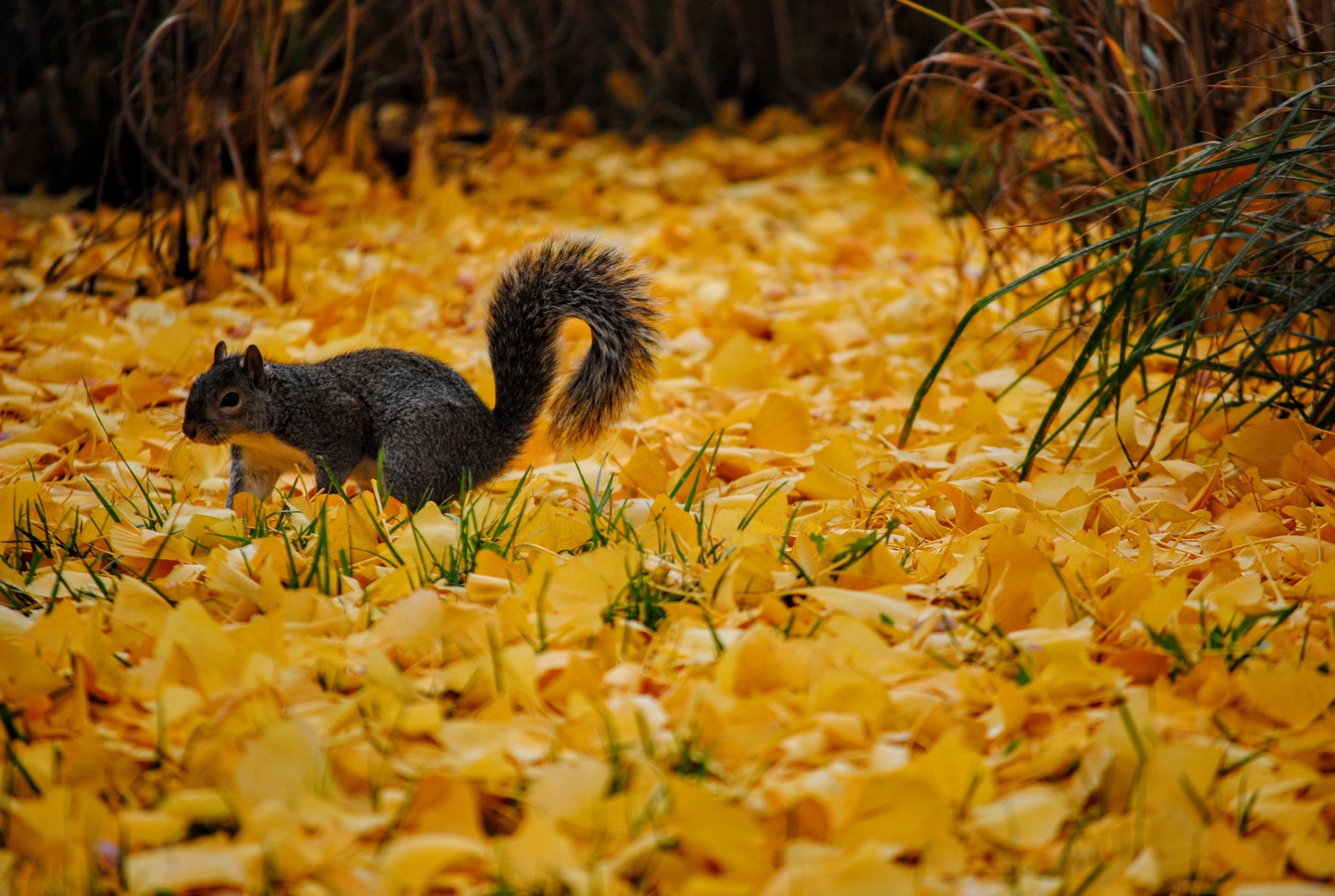A squirrel sneaks across the yellow leaves