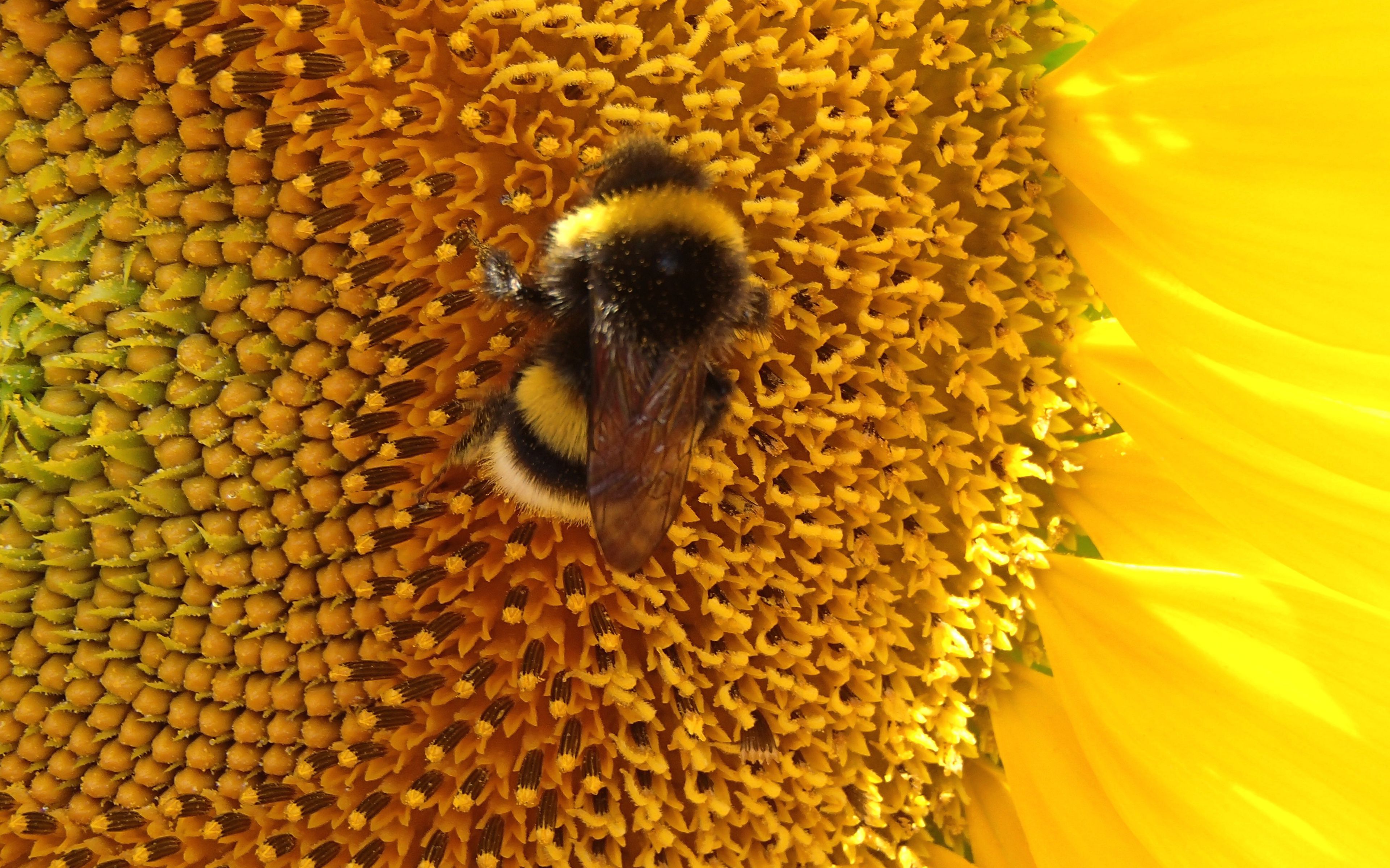 Бесплатное фото Шмель на подсолнухе собирает нектар