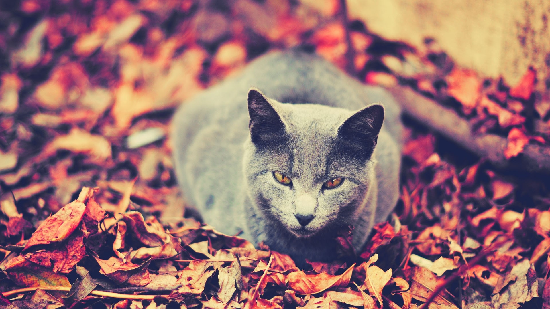 A gray cat sits on fallen leaves