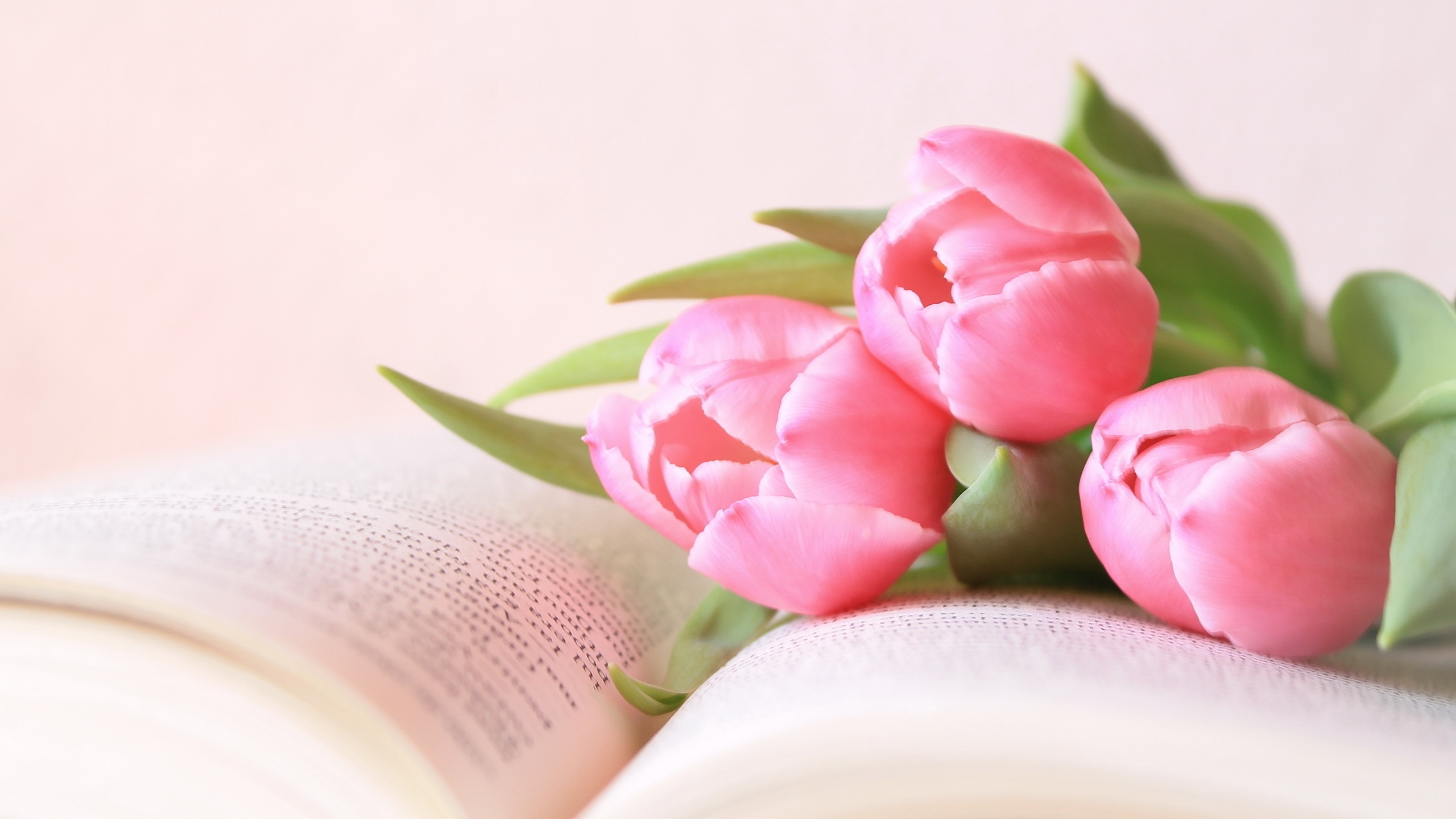 Wallpapers book flowers tulips on the desktop