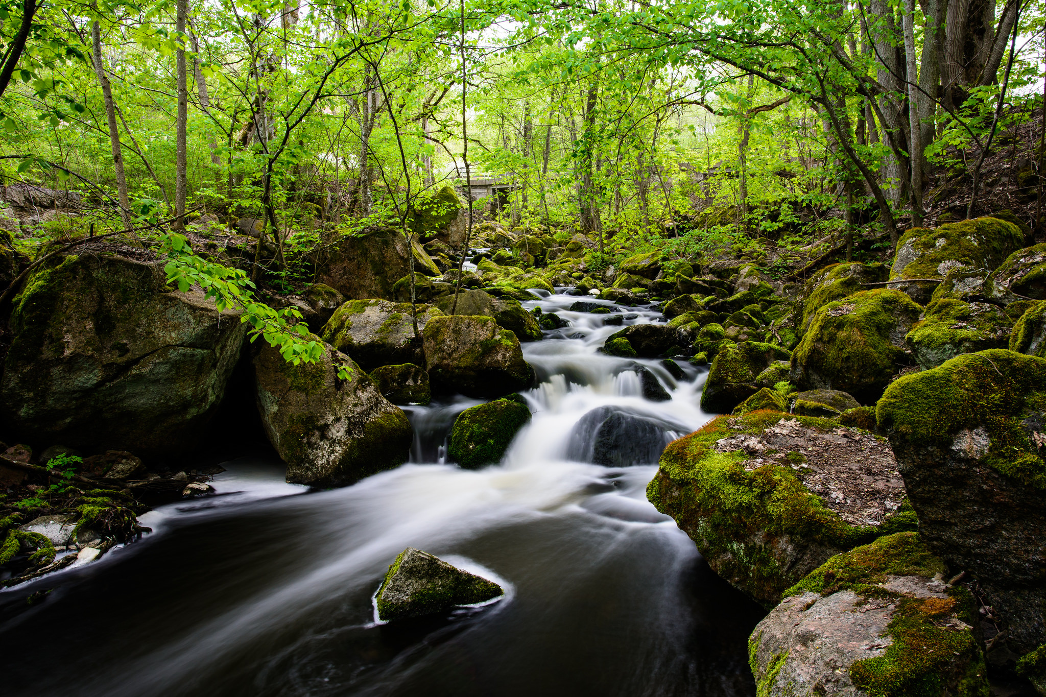 Wallpapers green moss greens river on the desktop