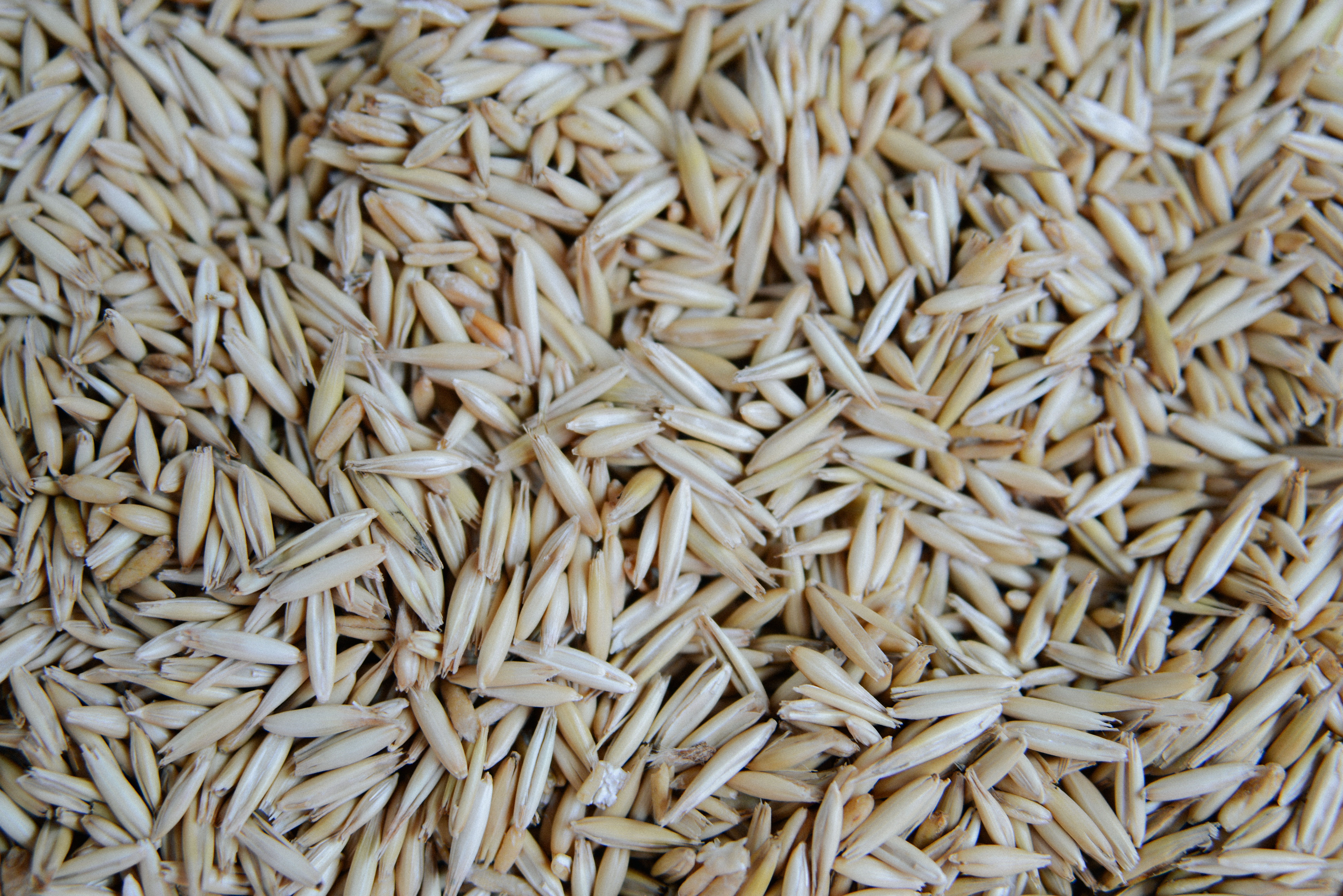 Free photo Close-up of oat grains