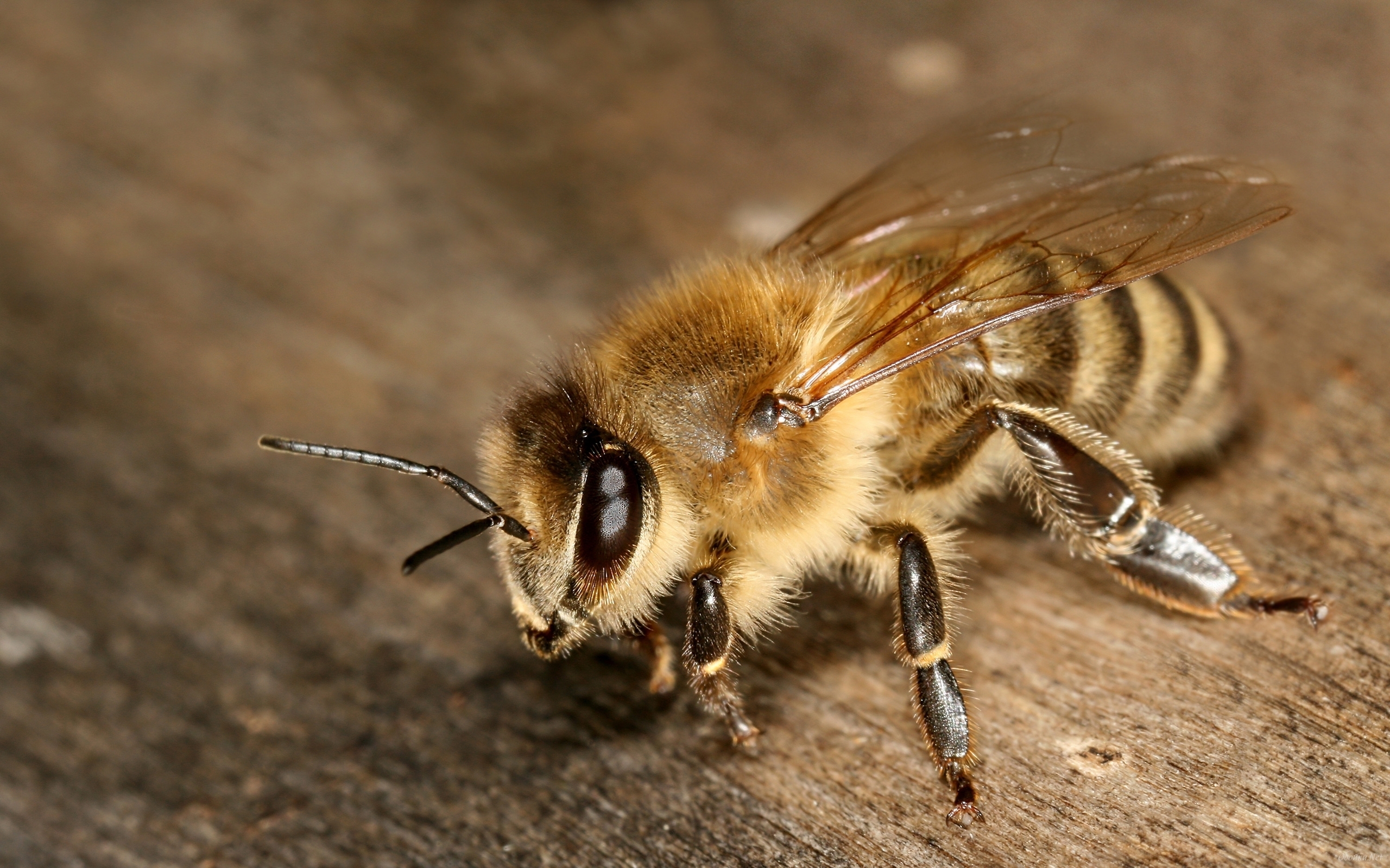 桌面上的壁纸蜜蜂 爪子 翅膀