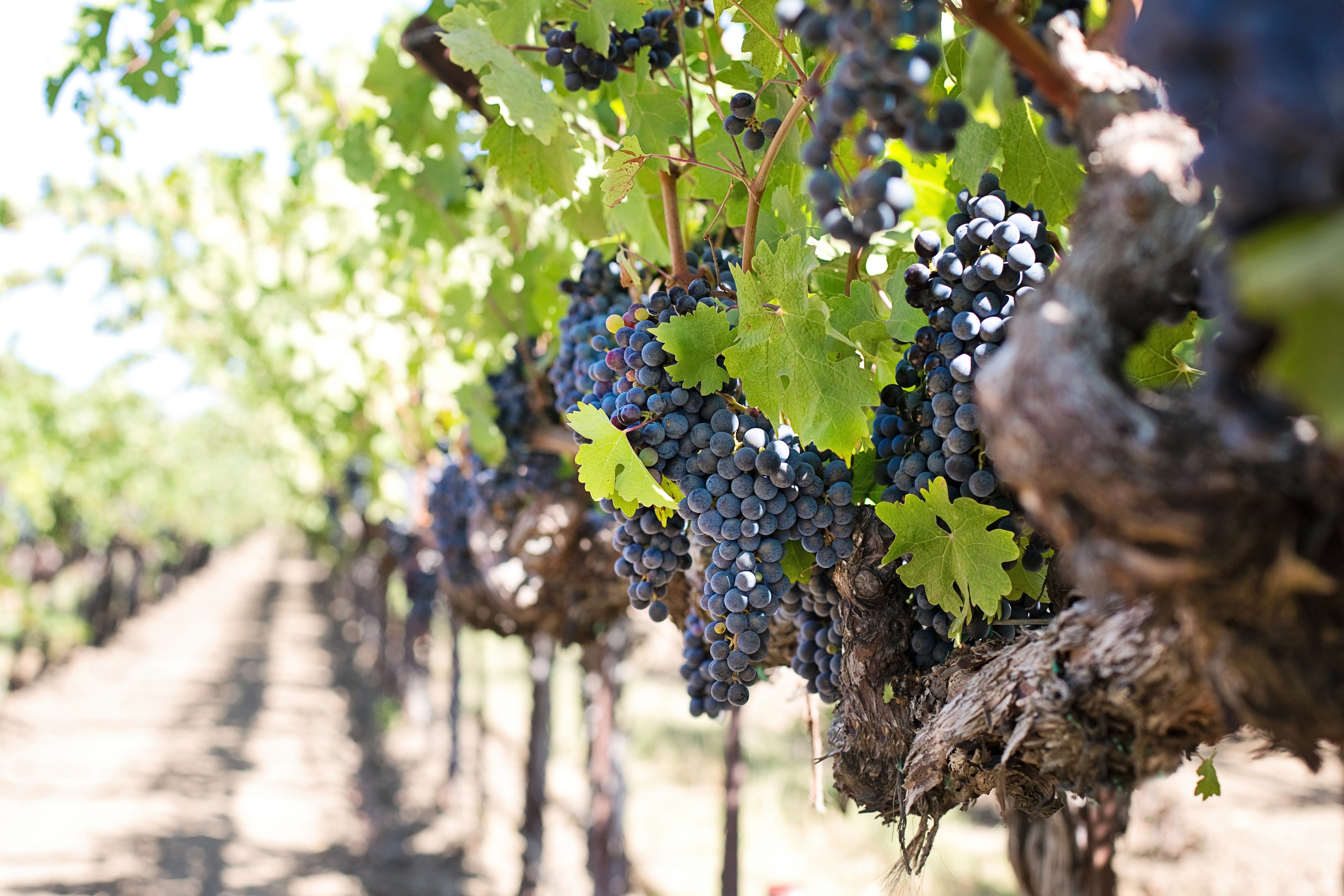 Free photo Big bunches of grapes