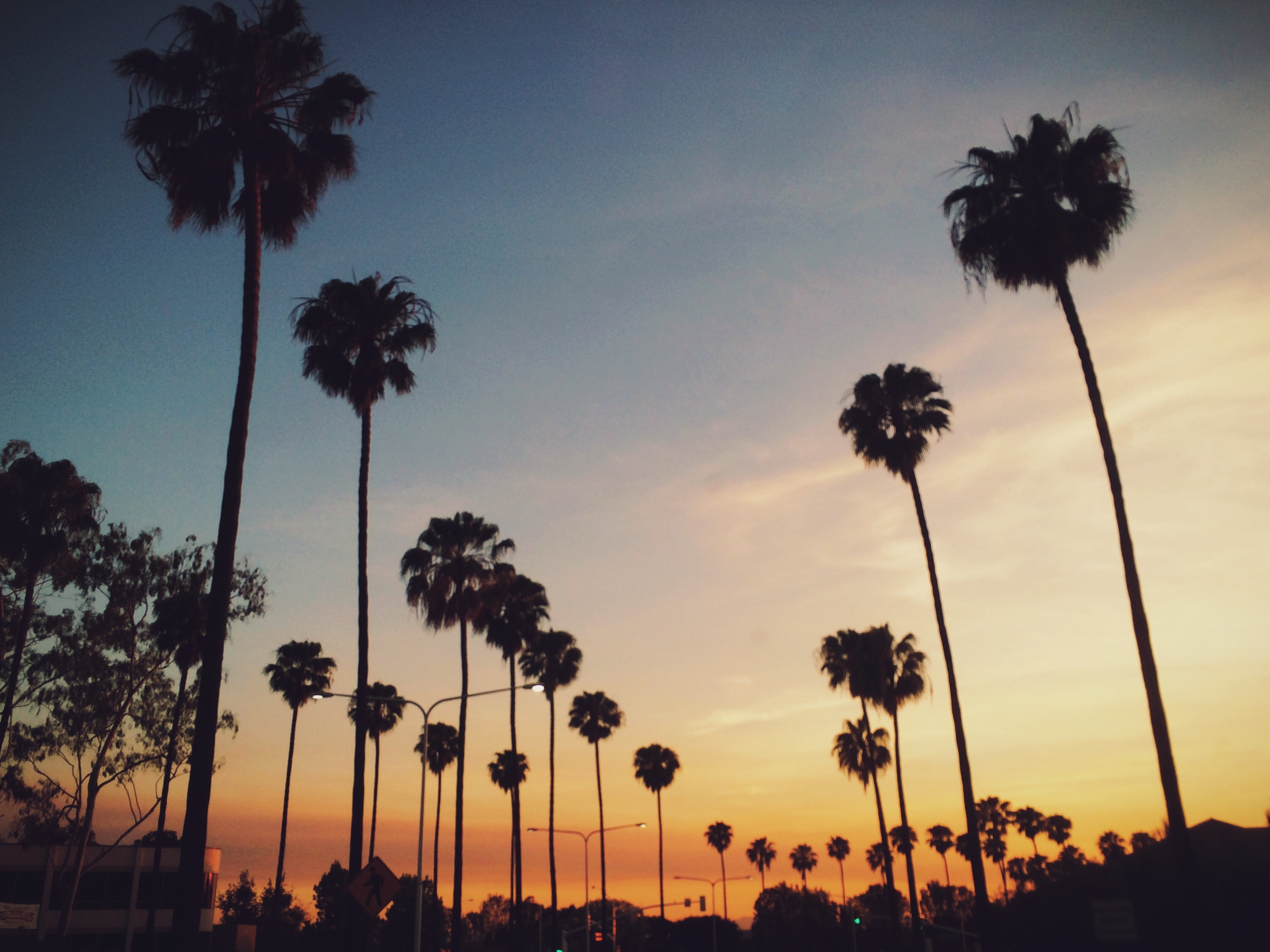 Free photo A silhouette of tall palm trees at sunset