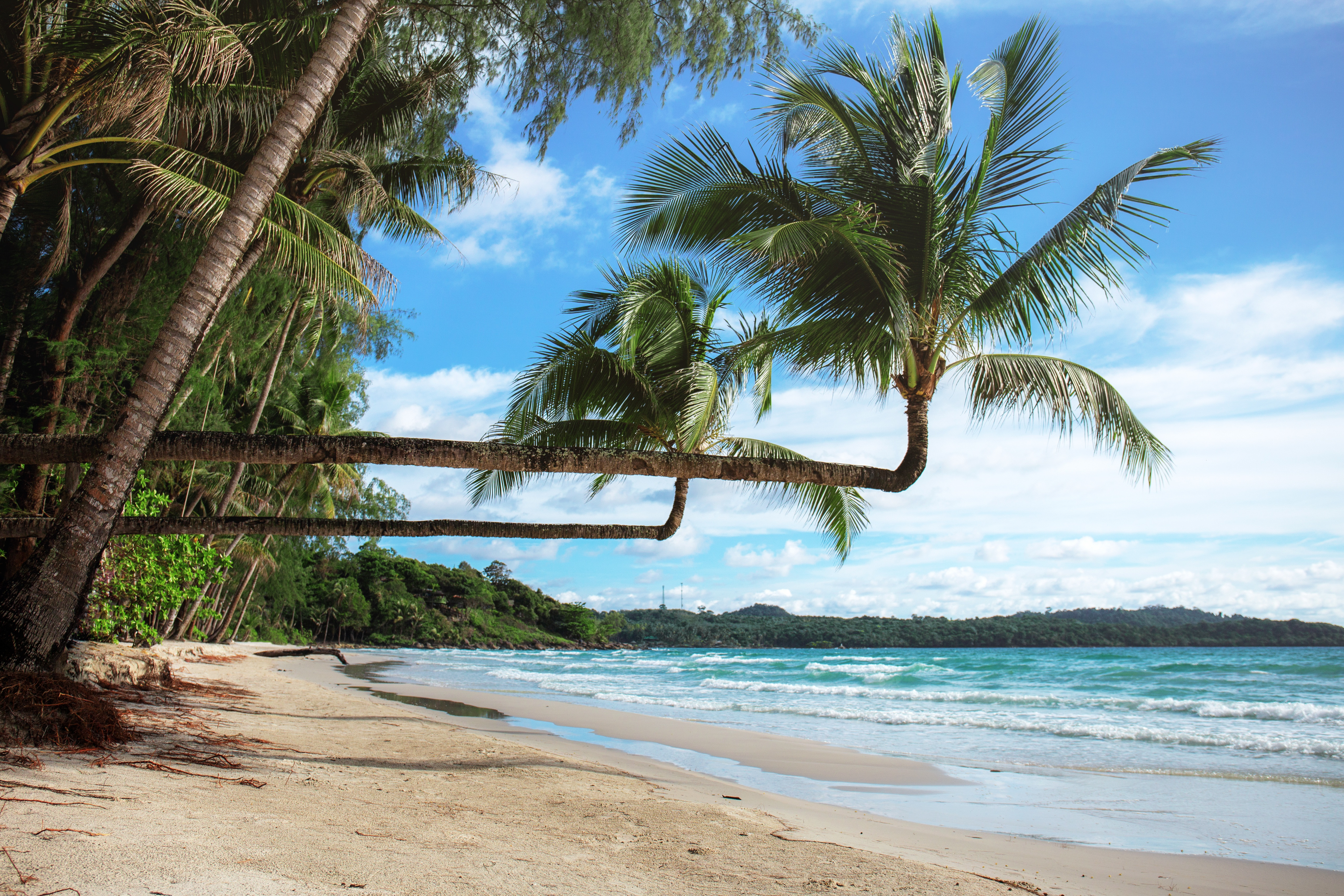 棕榈树横向生长在热带岛屿的海岸上