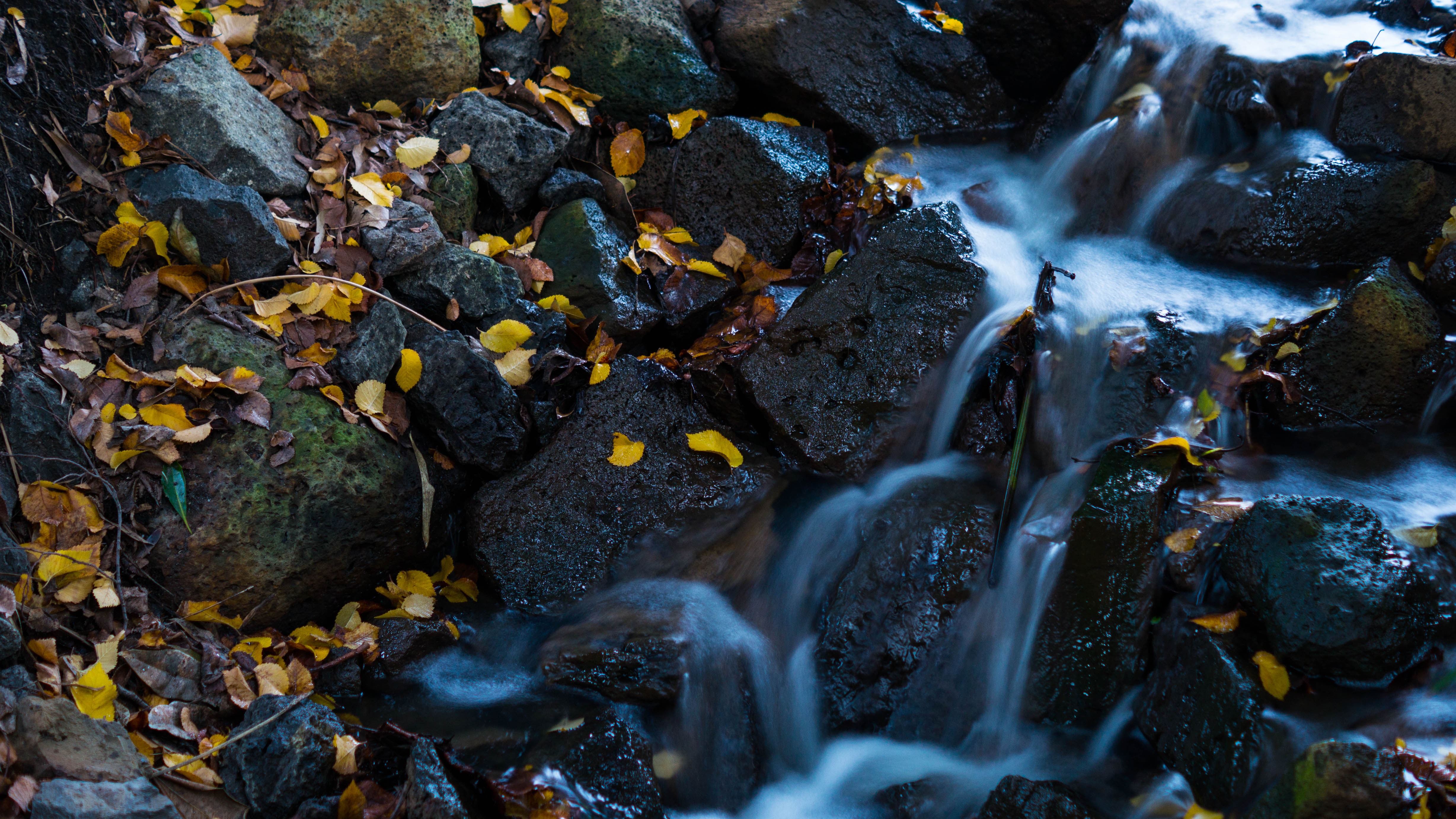 Wallpapers rock leaves body of water on the desktop