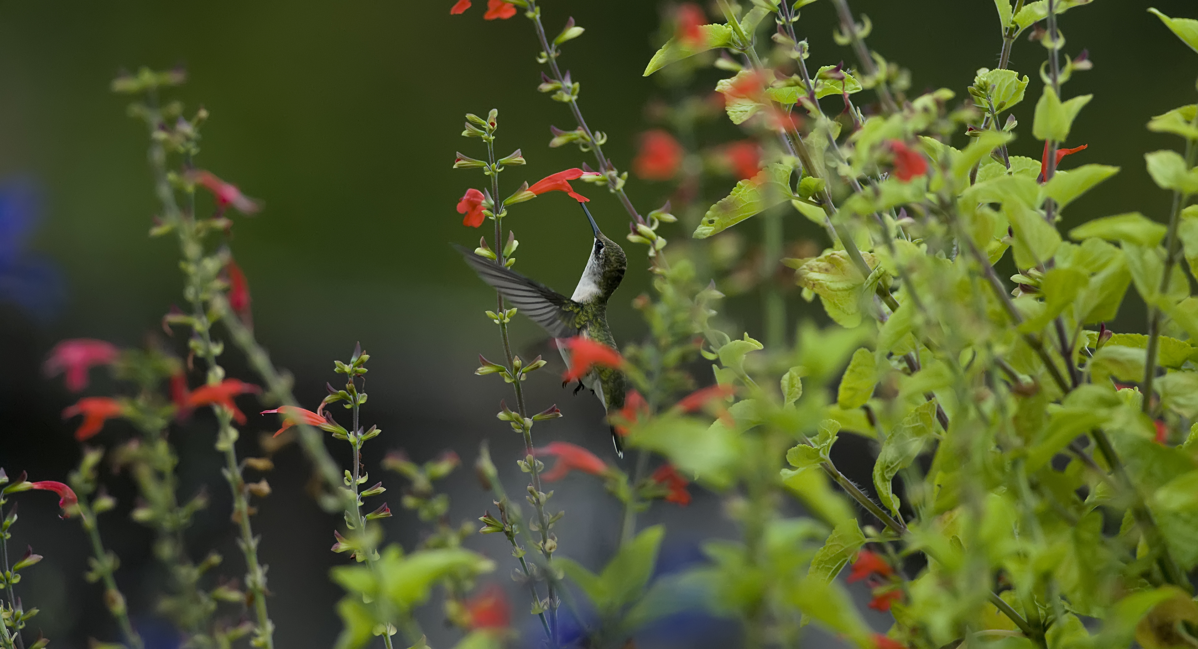 Wallpapers macro bird flowers on the desktop