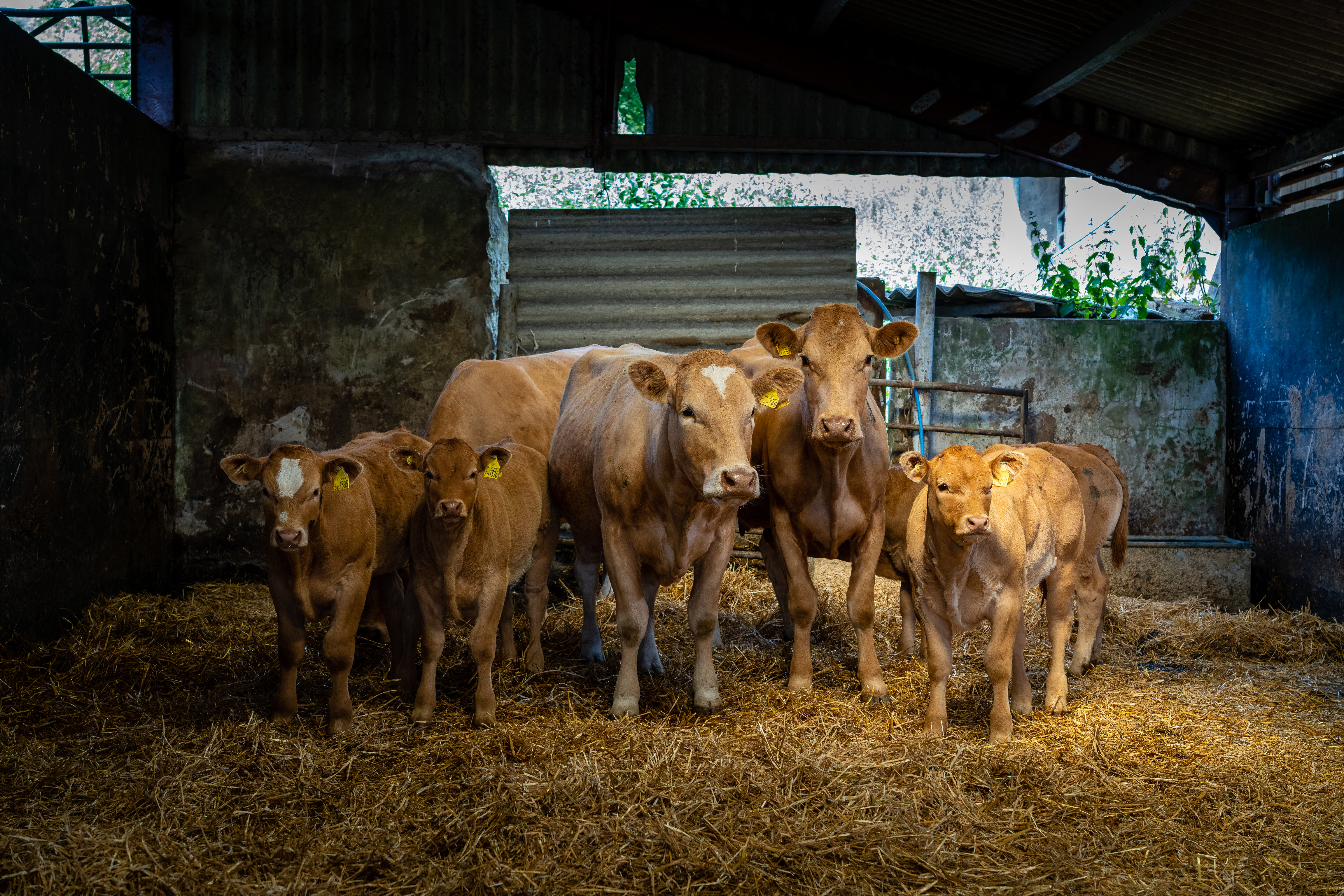 Free photo Cows in the barn on the farm