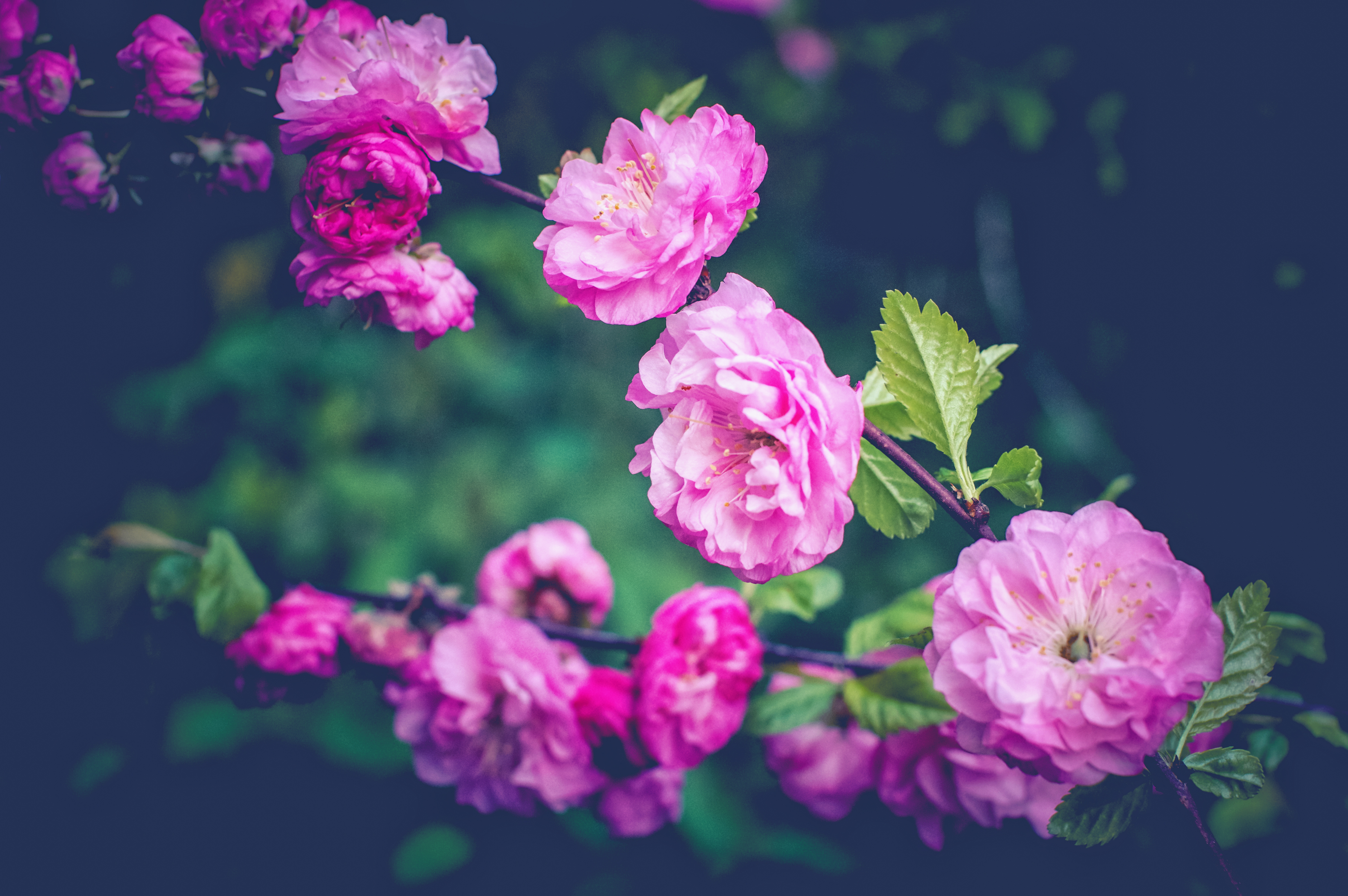 Free photo flowering branch,flowers,spring,bloom,color