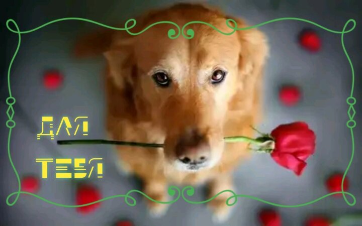 一张以送花给你 狗 为你为主题的明信片