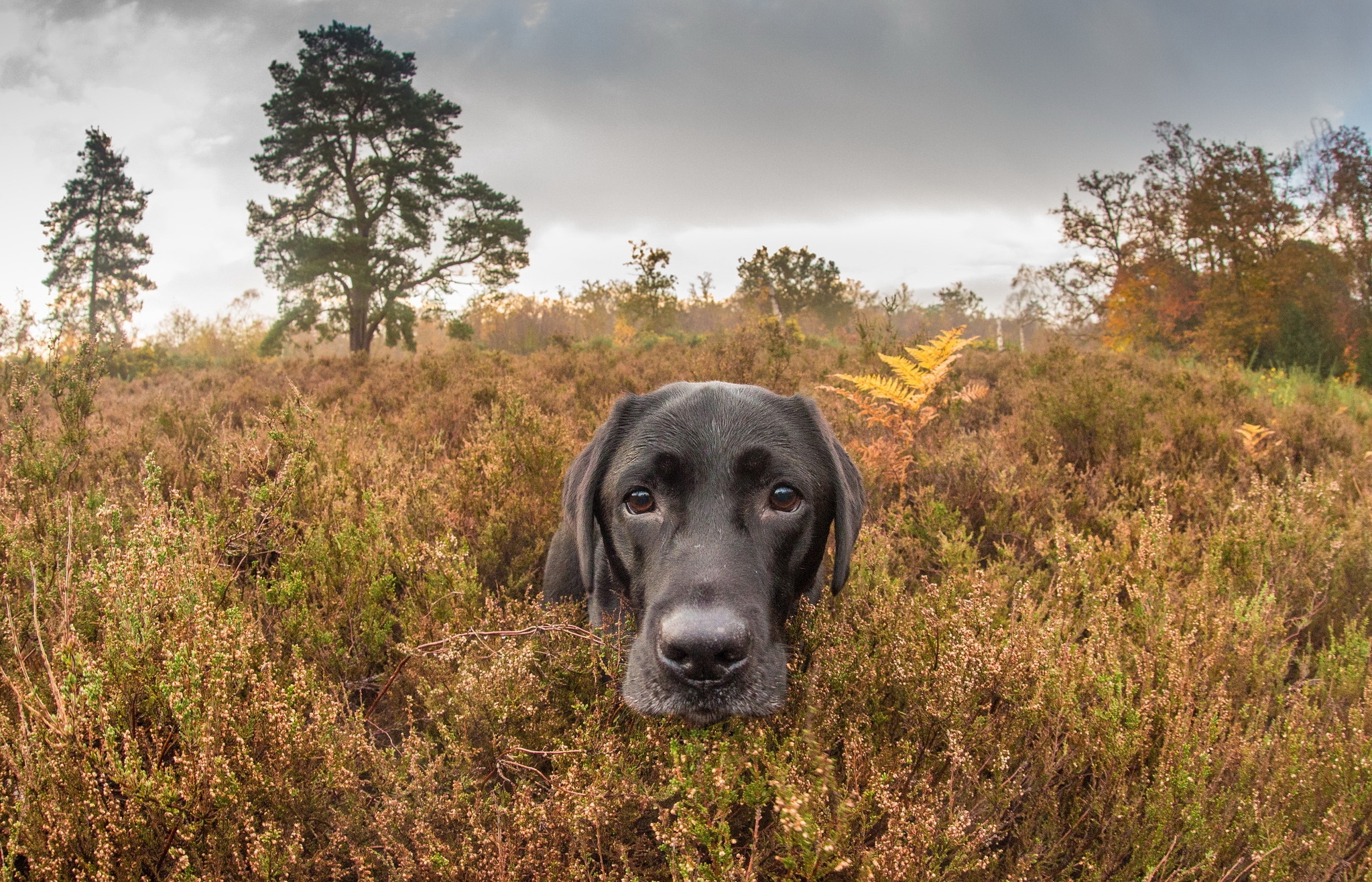 Wallpapers wallpaper labrador plants funny on the desktop