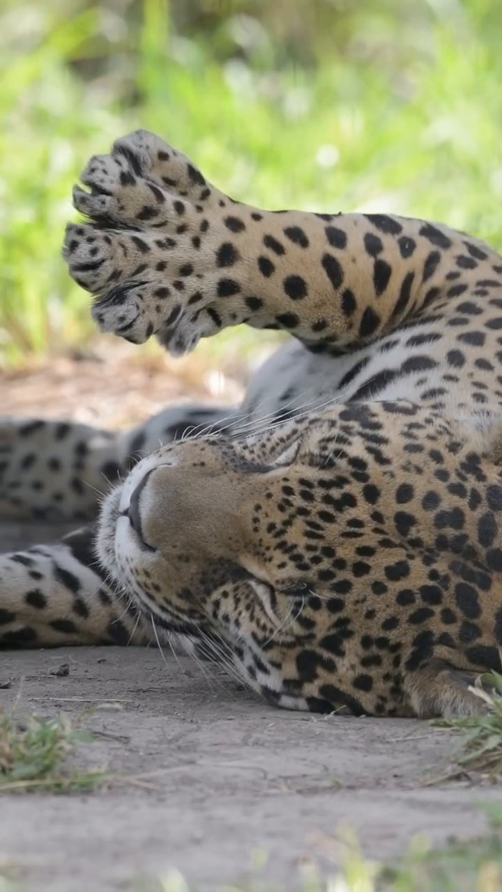Бесплатное видео Леопард нежится в тени дерева