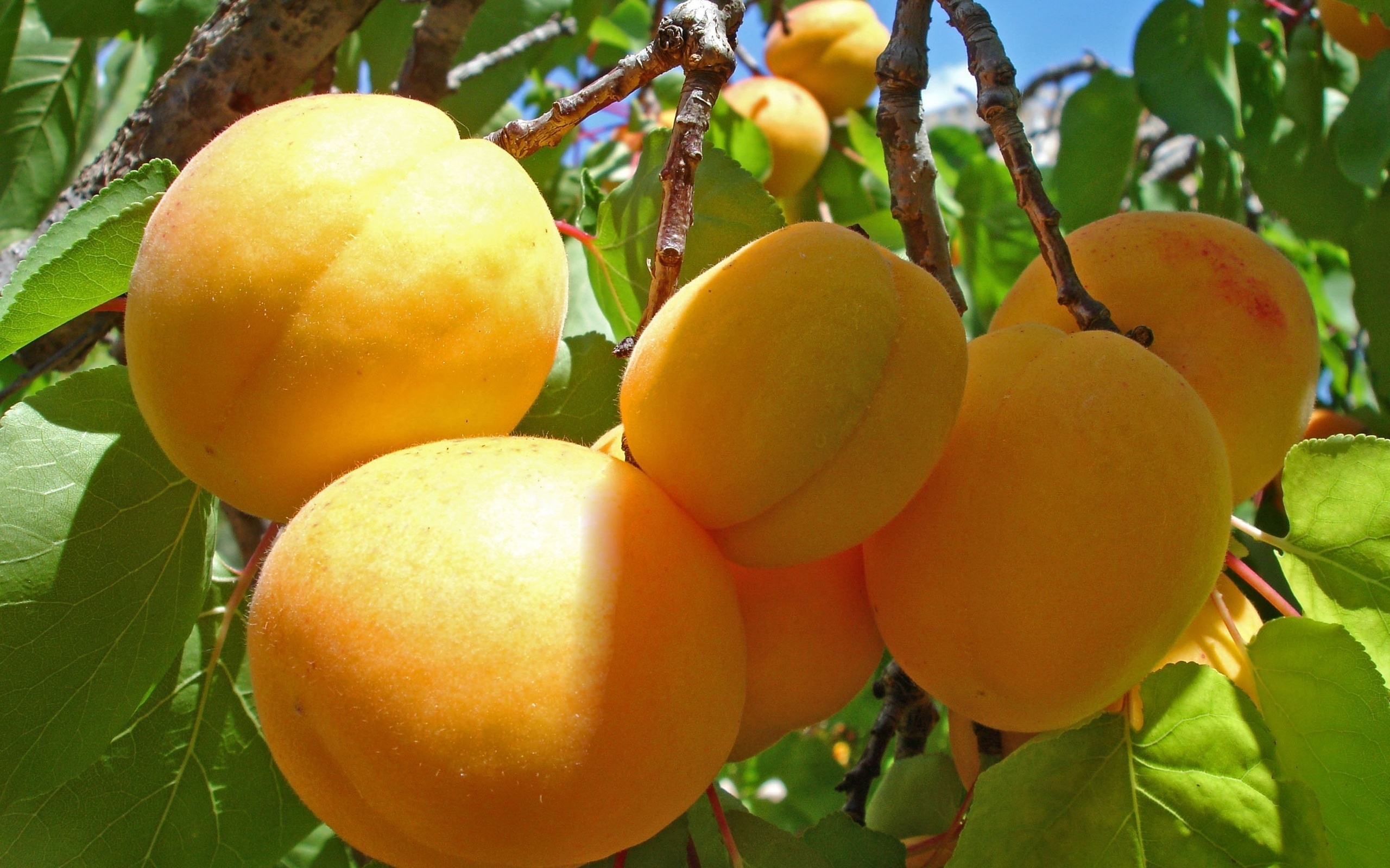 Обои дерево абрикосы фрукты на рабочий стол