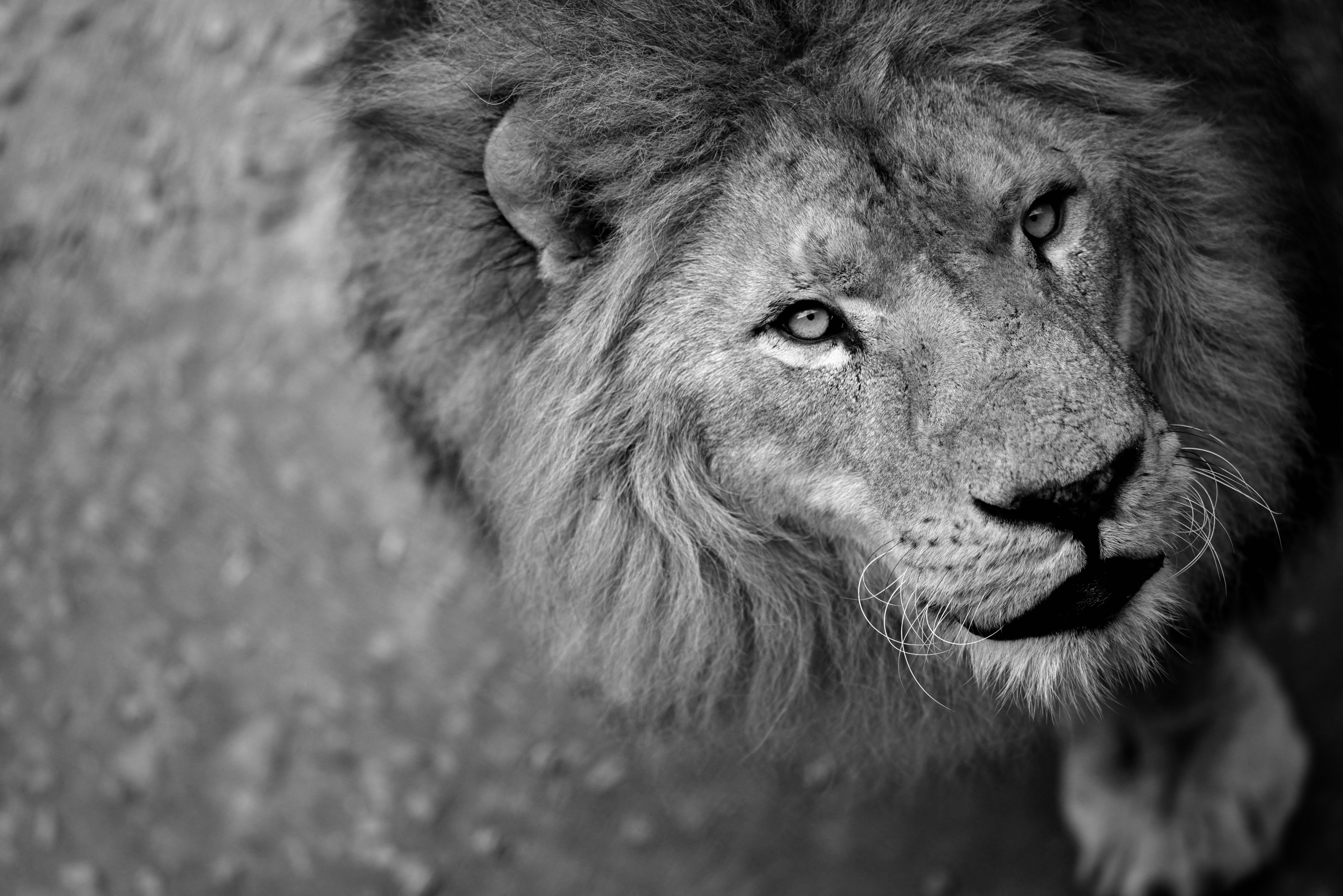 鬃毛蓬松的狮子的黑白照片