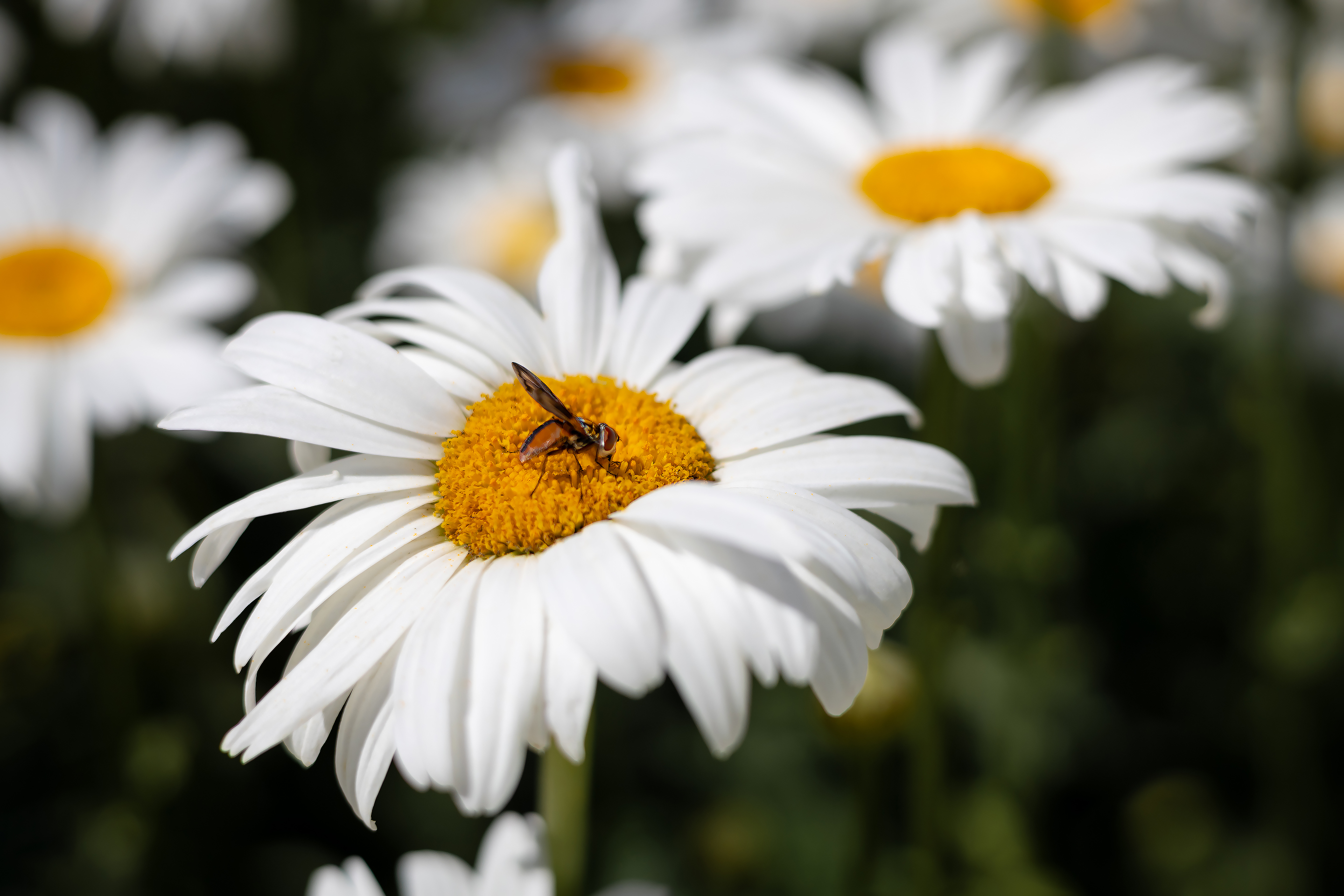 Бесплатное фото Цветочная муха фазия пёстрая на ромашке