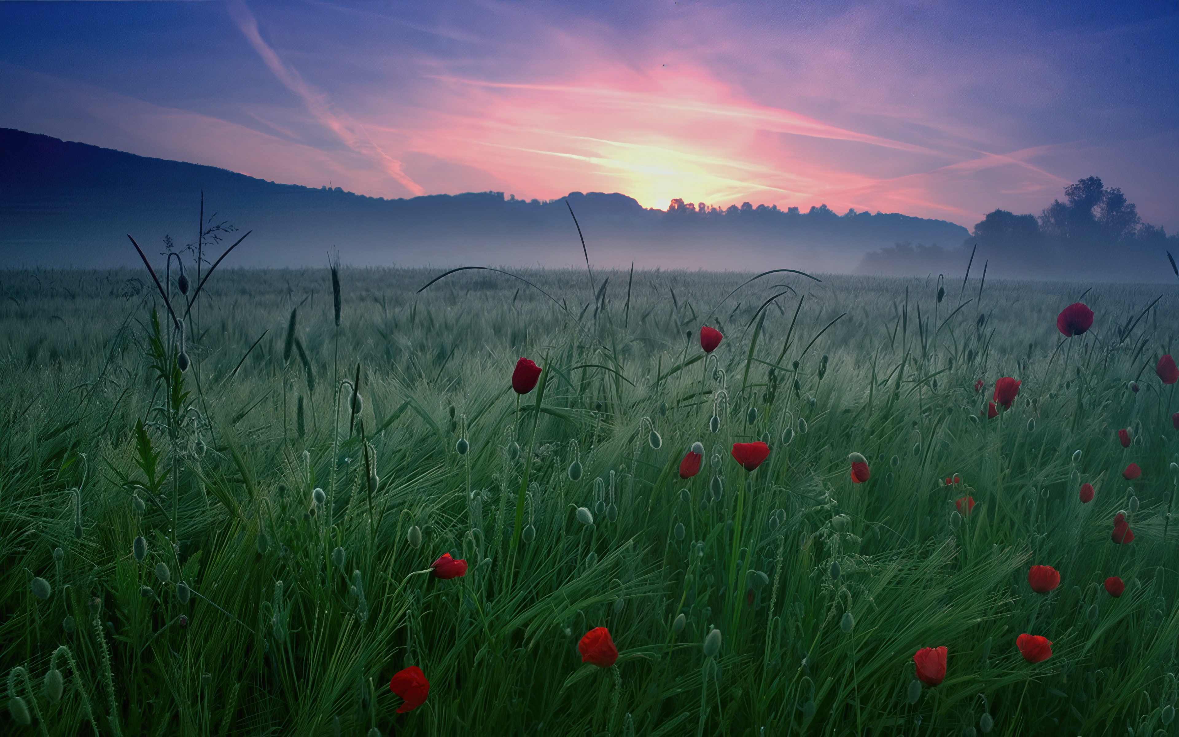 Бесплатное фото Весеннее поле: маки среди колосьев, закат окрасил небо.