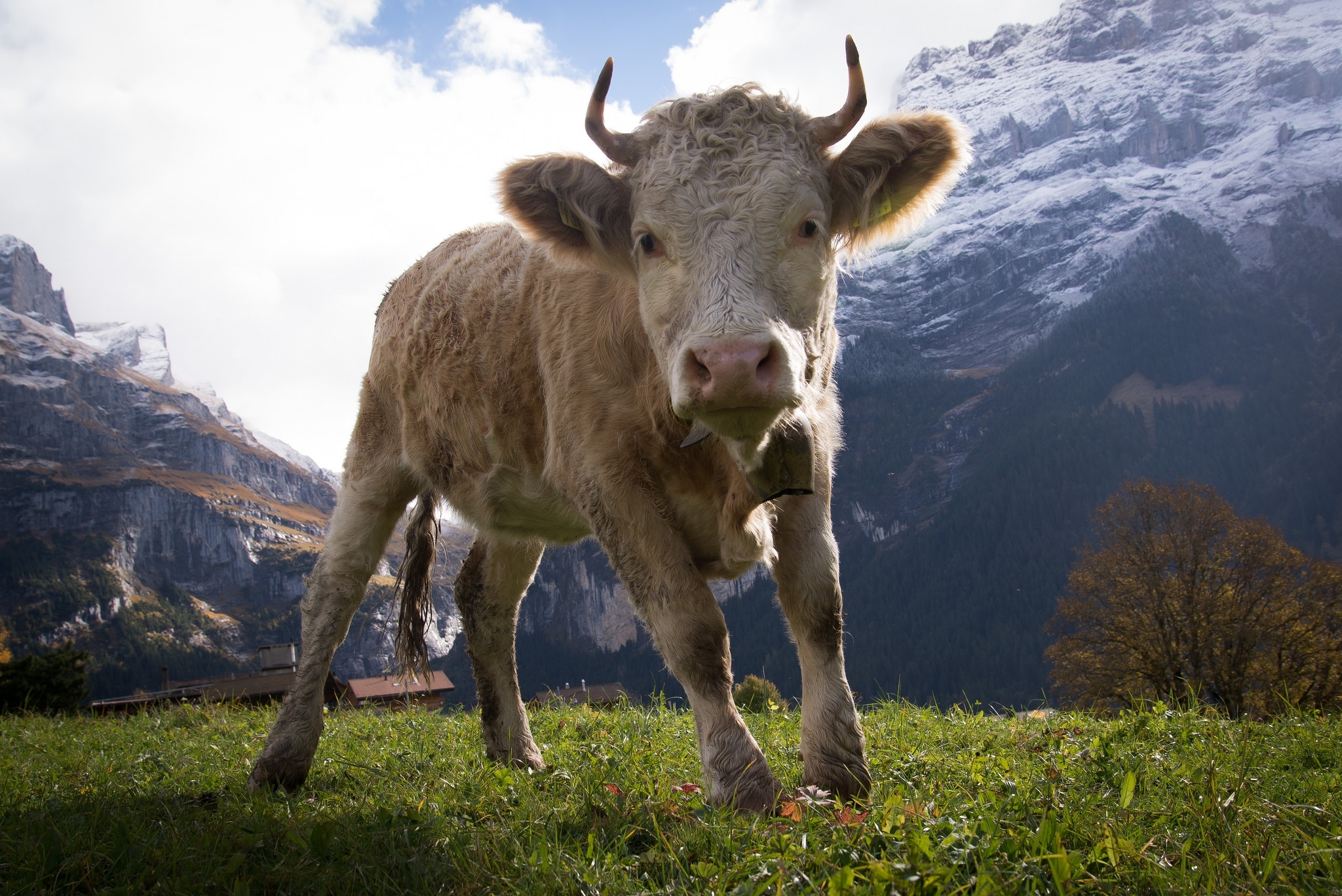 Free photo The cow looks at the camera