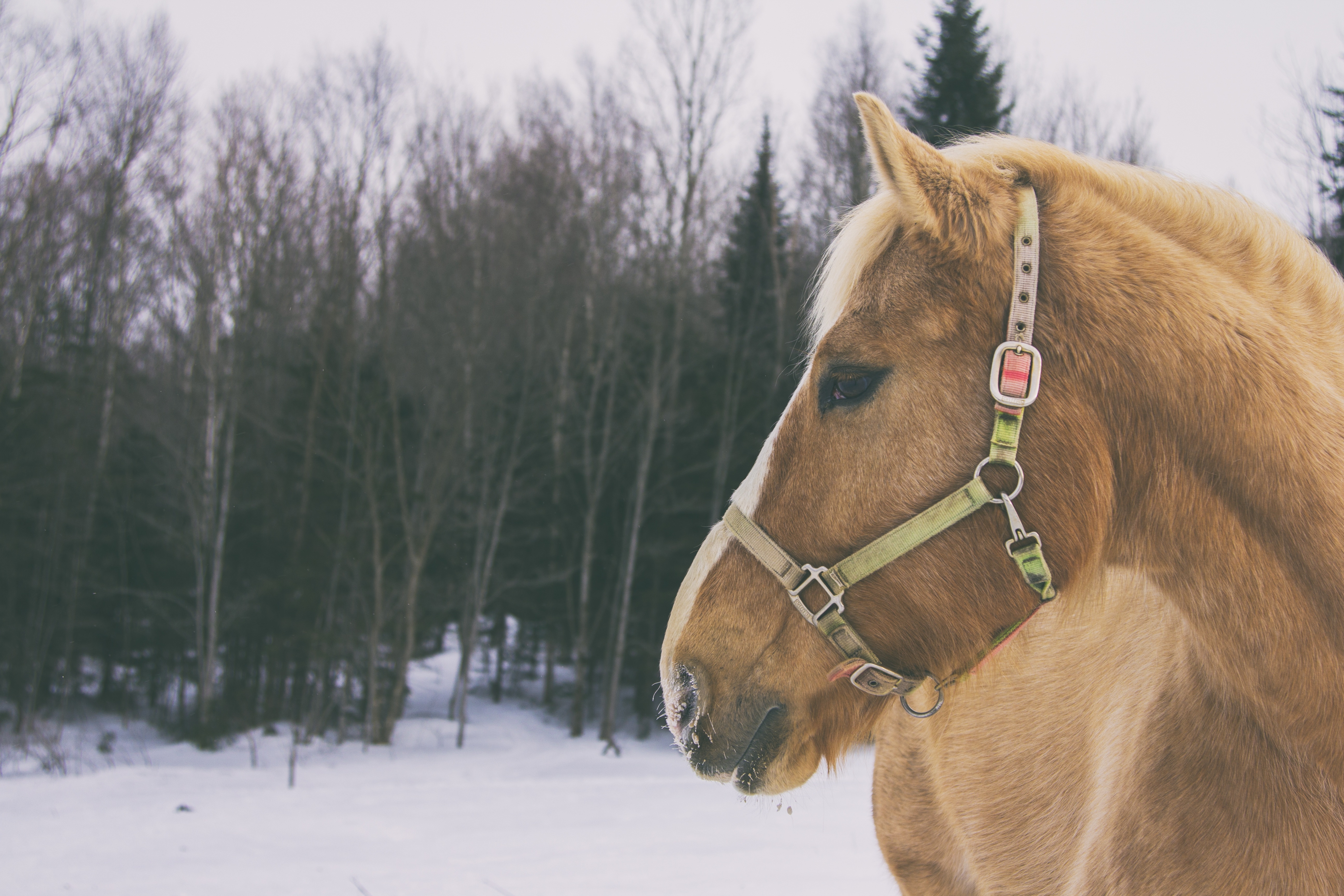 Wallpapers wallpaper horse winter snow on the desktop