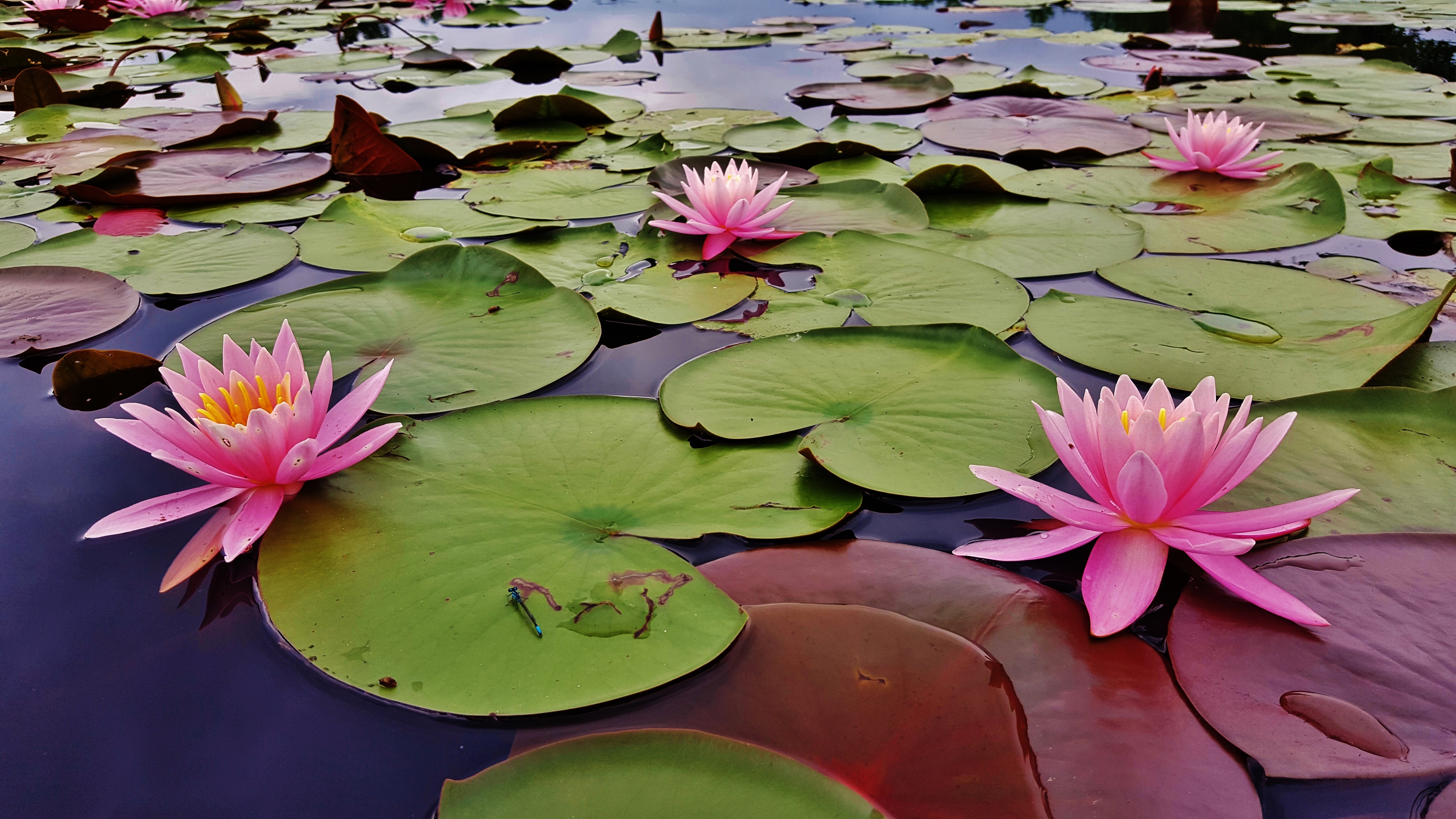 Wallpapers water-lilies flora flower on the desktop